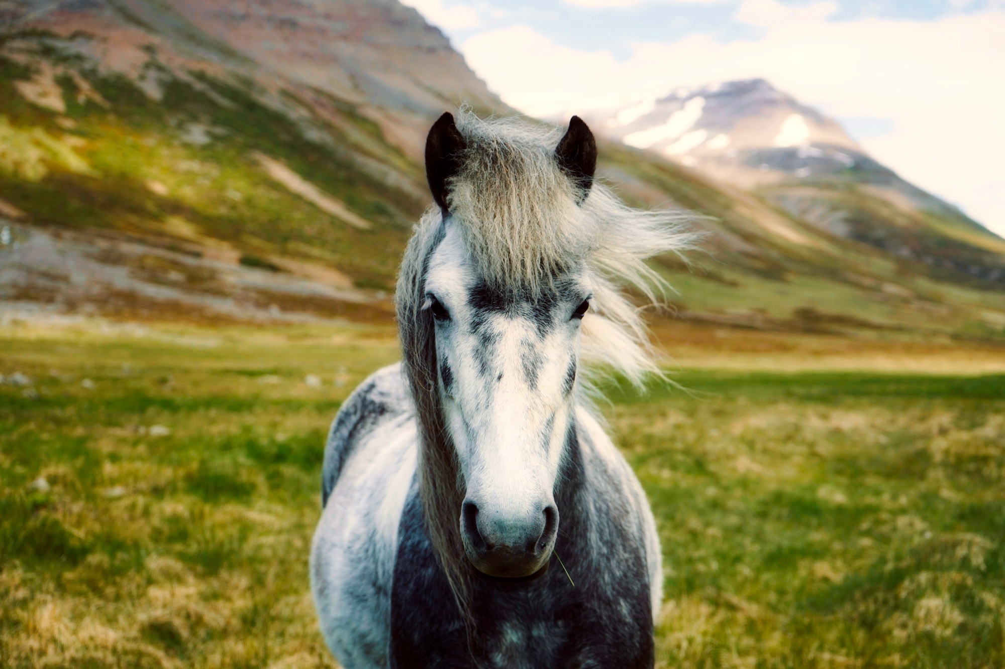 Обои лошадь, горы, пейзаж, долина, исландия, боке, horse, mountains, landscape, valley, iceland, bokeh разрешение 2000x1333 Загрузить