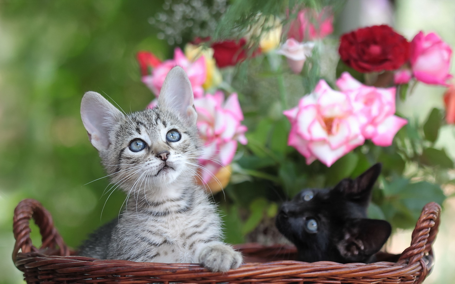Кот сиамский кот цветы лужайка без смс