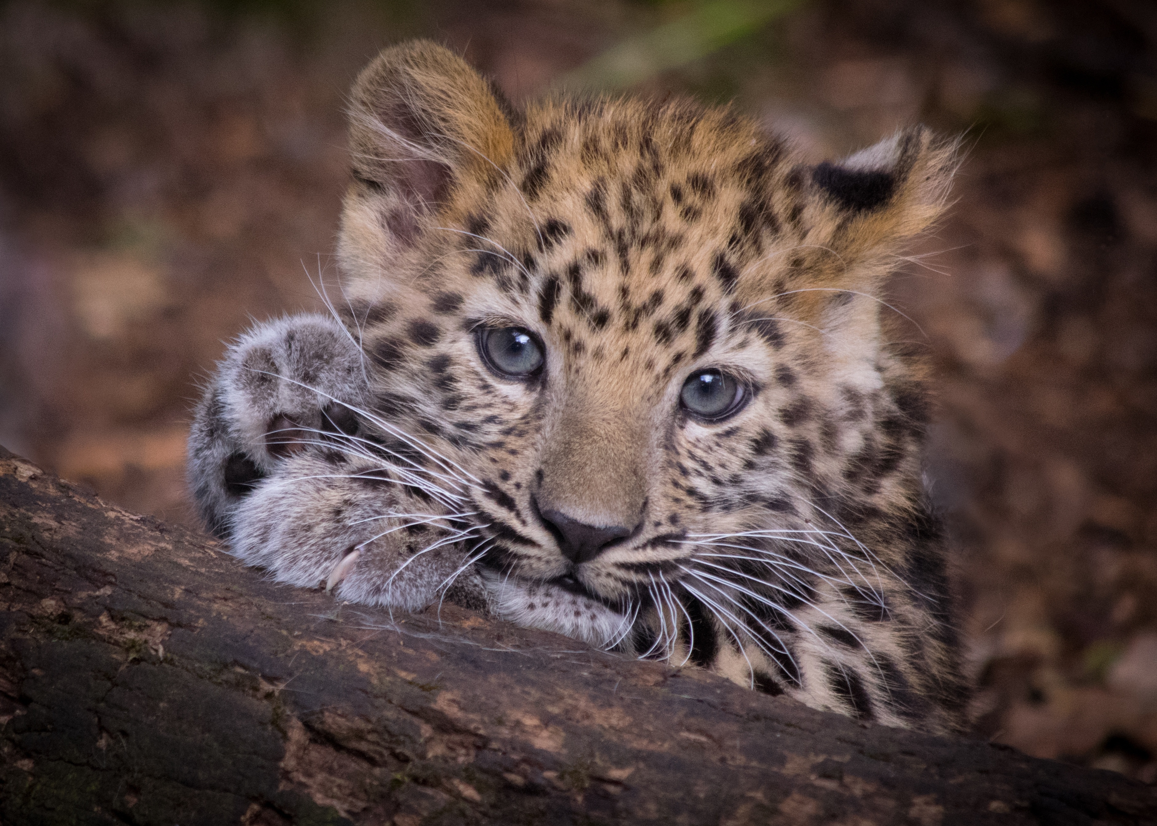 Обои мордочка, взгляд, леопард, хищник, дикая кошка, детеныш, muzzle, look, leopard, predator, wild cat, cub разрешение 3767x2691 Загрузить