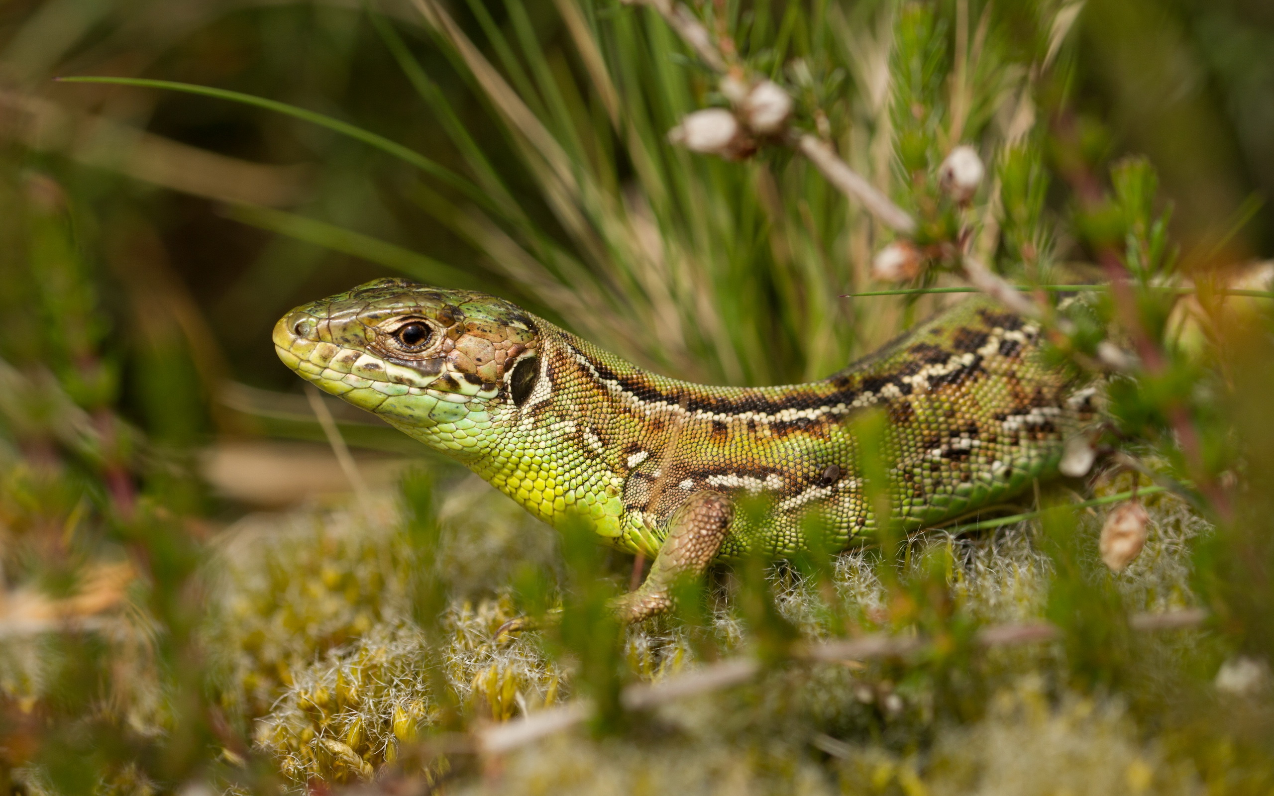 Обои природа, растения, фон, ящерица, рептилия, nature, plants, background, lizard, reptile разрешение 2560x1600 Загрузить