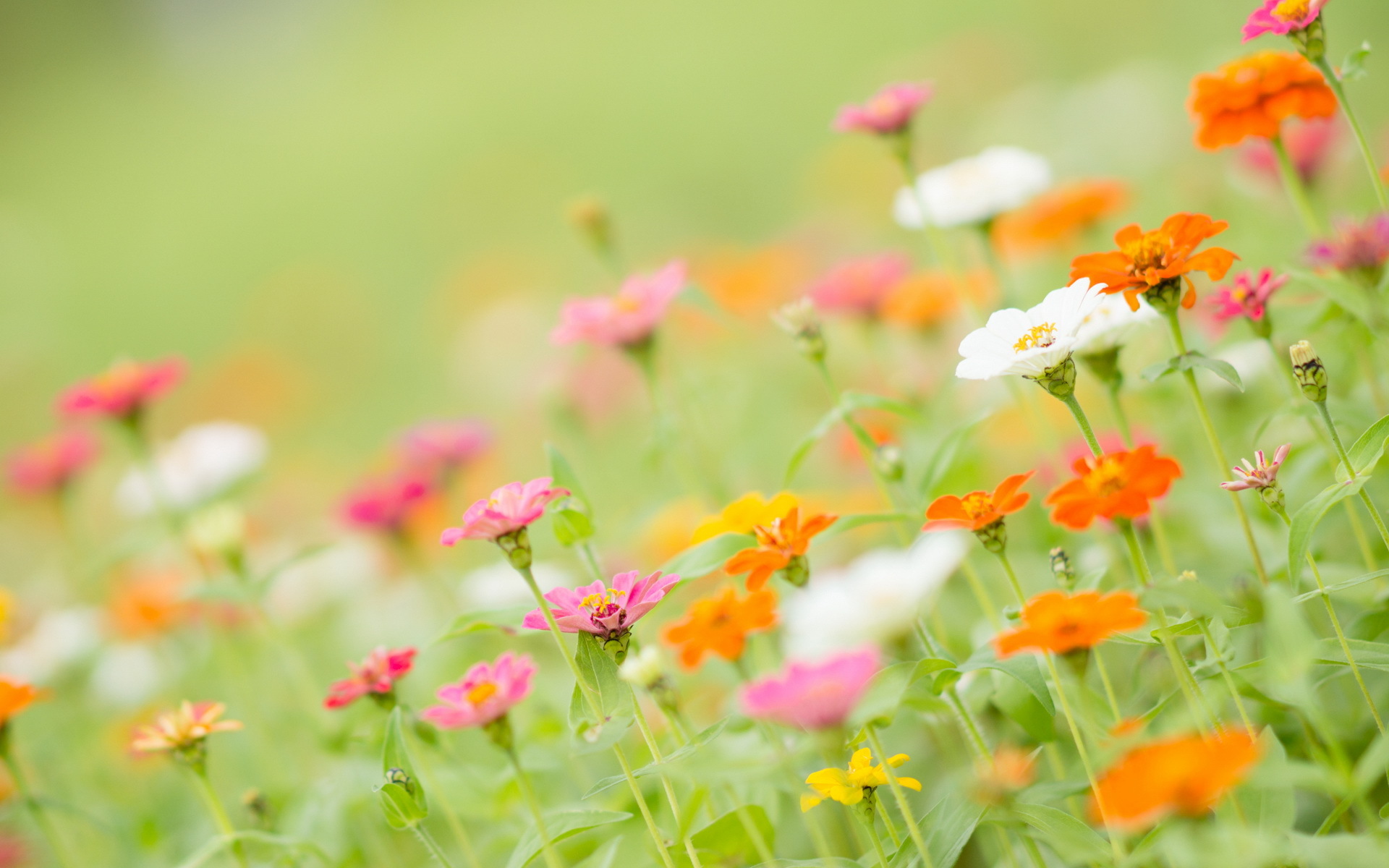 Обои цветы, лепестки, стебли, циния, цинии, flowers, petals, stems, tsiniya, zinnia разрешение 1920x1200 Загрузить