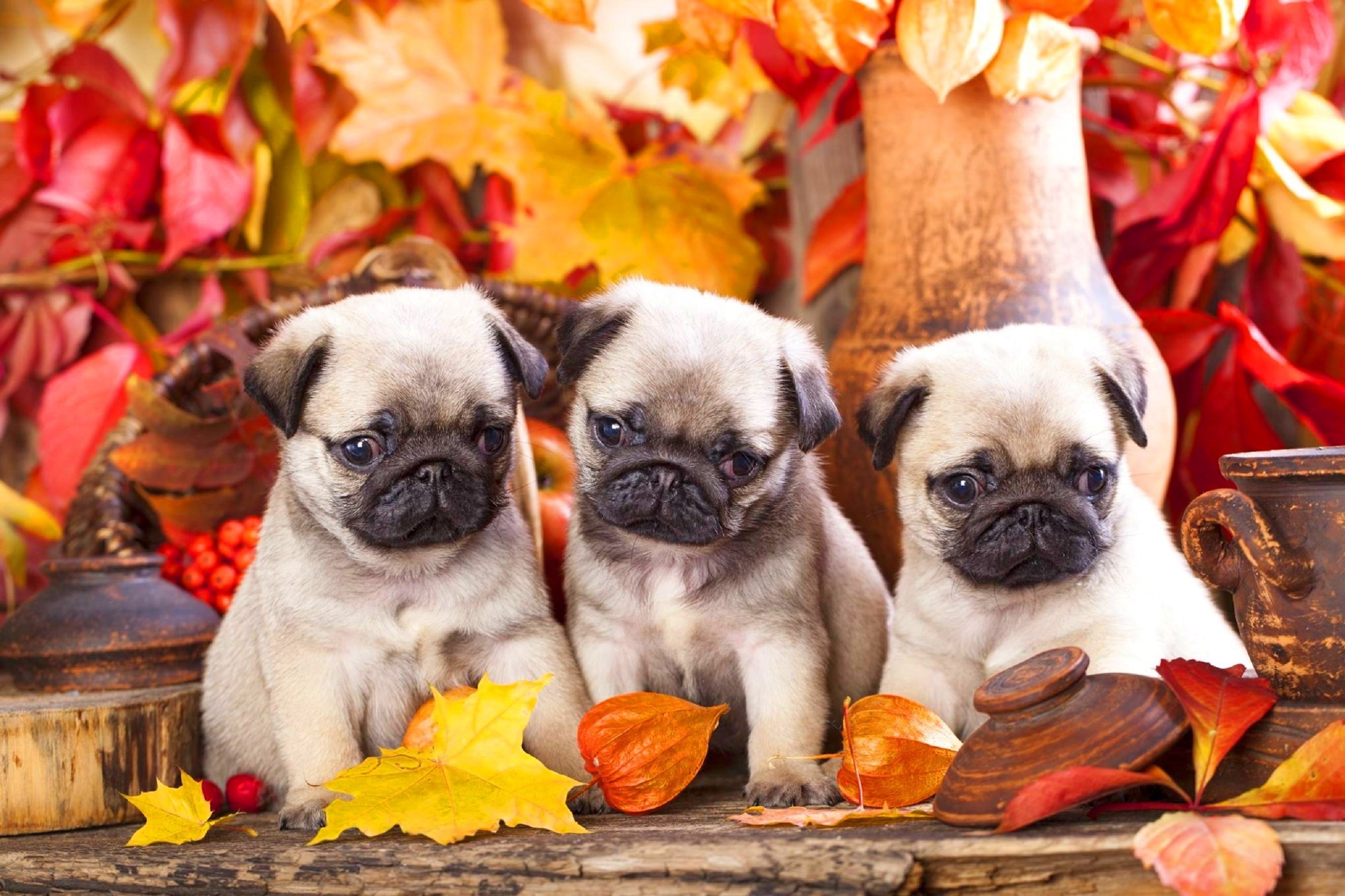 природа животные собака мопс листья осень без смс