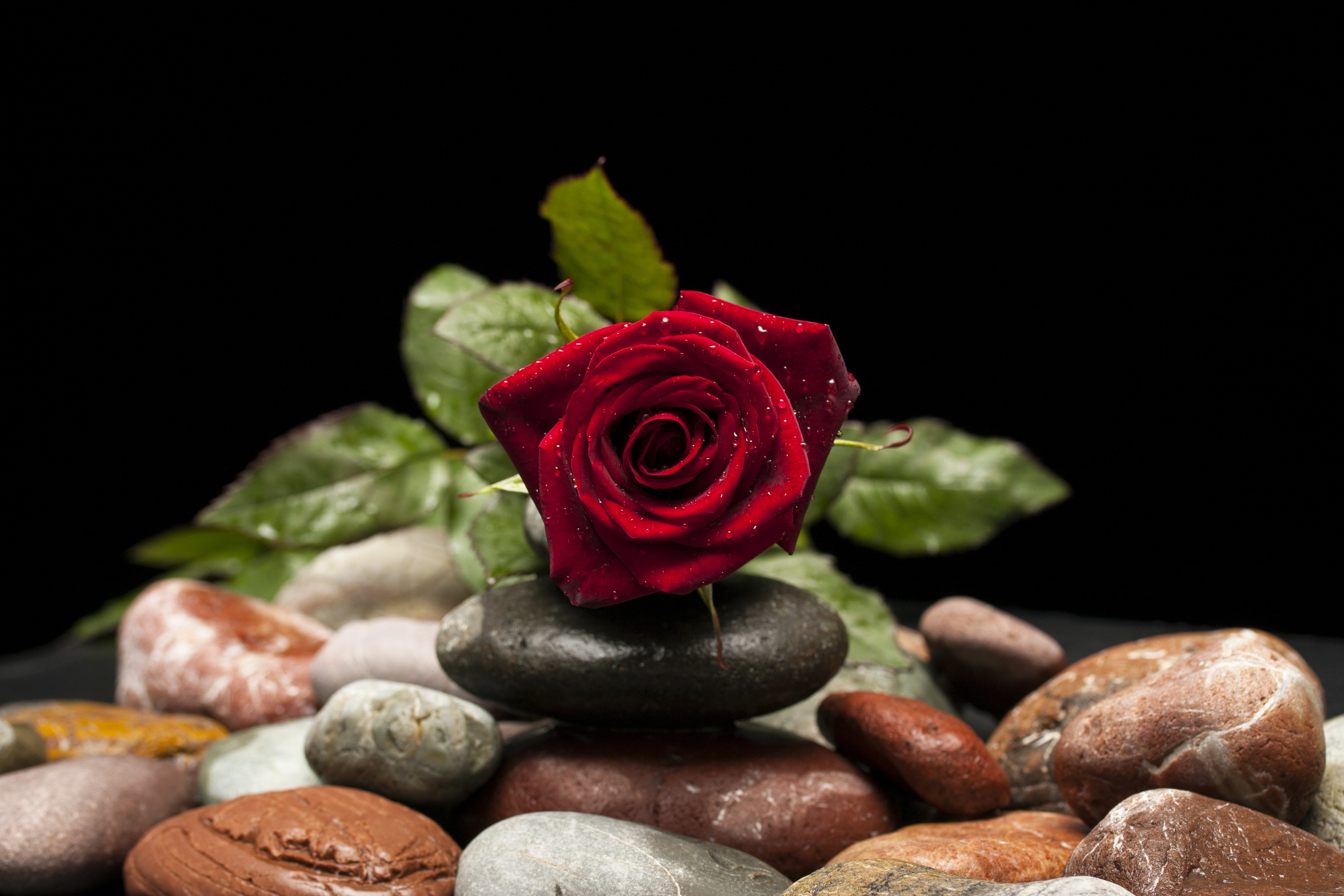 Обои камни, цветок, капли, роза, лепестки, бутон, stones, flower, drops, rose, petals, bud разрешение 3888x2592 Загрузить