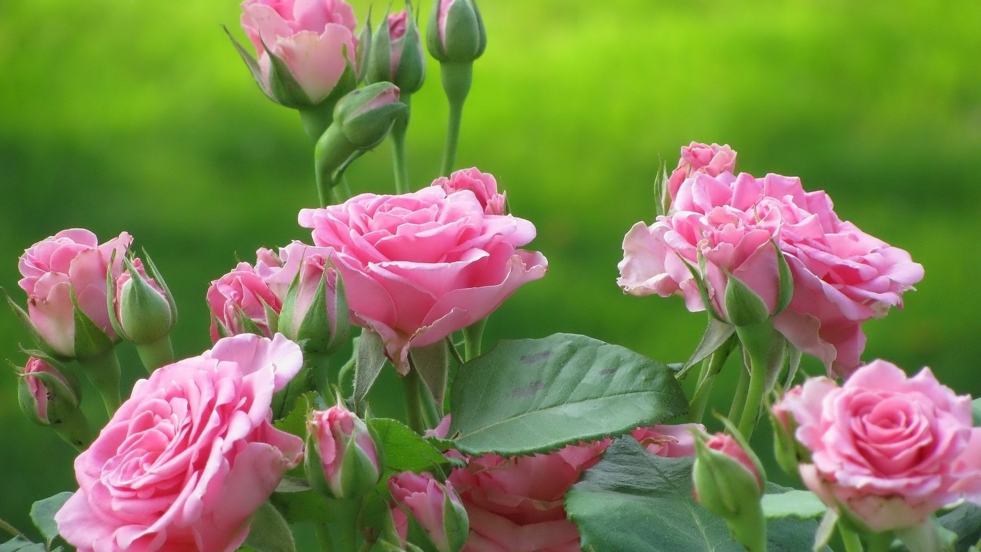 Обои цветы, бутоны, листья, розы, лепестки, розовые, куст, flowers, buds, leaves, roses, petals, pink, bush разрешение 1920x1080 Загрузить