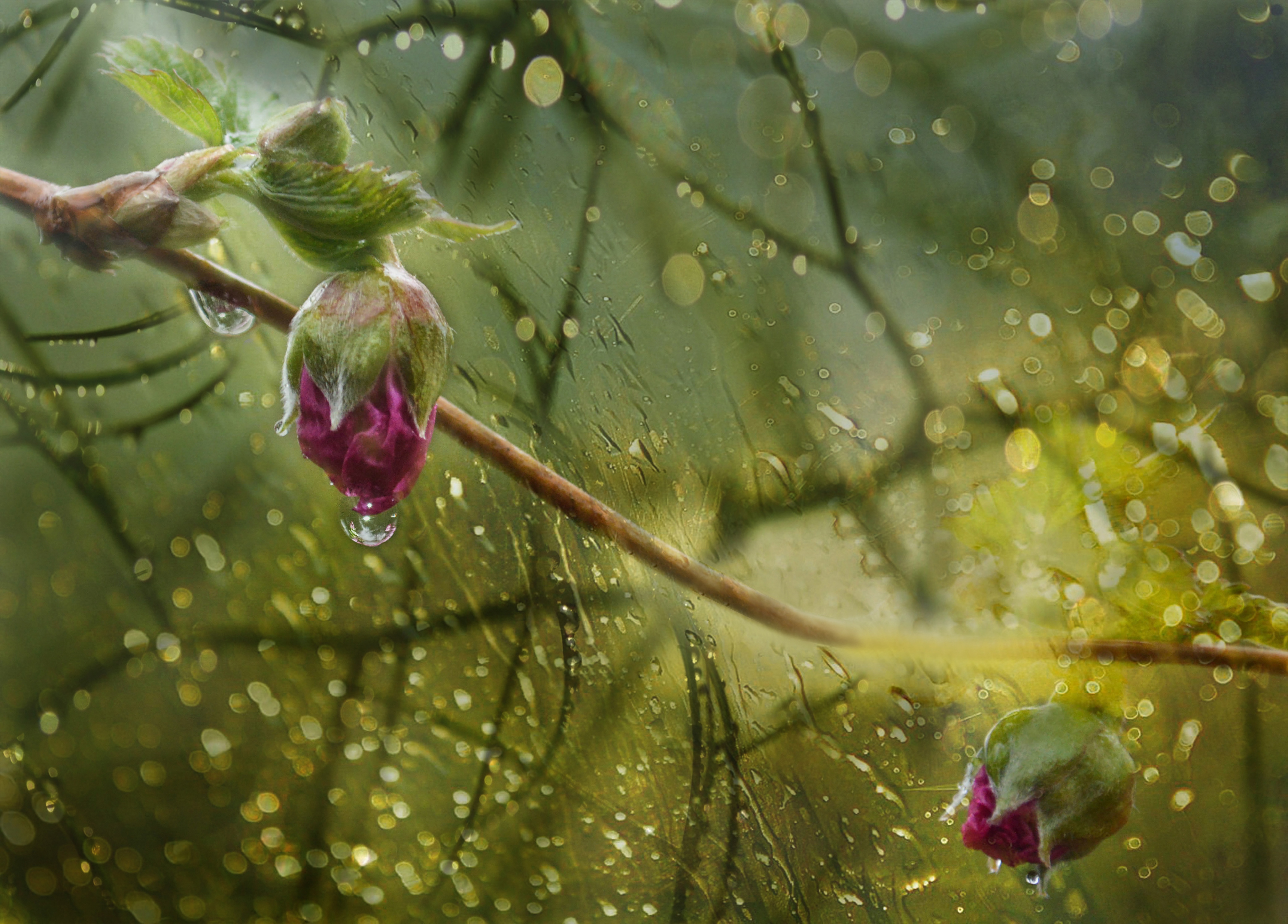 Дождь болотного. Растения под дождем. Летний дождь. Макросъёмка живой природы. Цветы дождя.