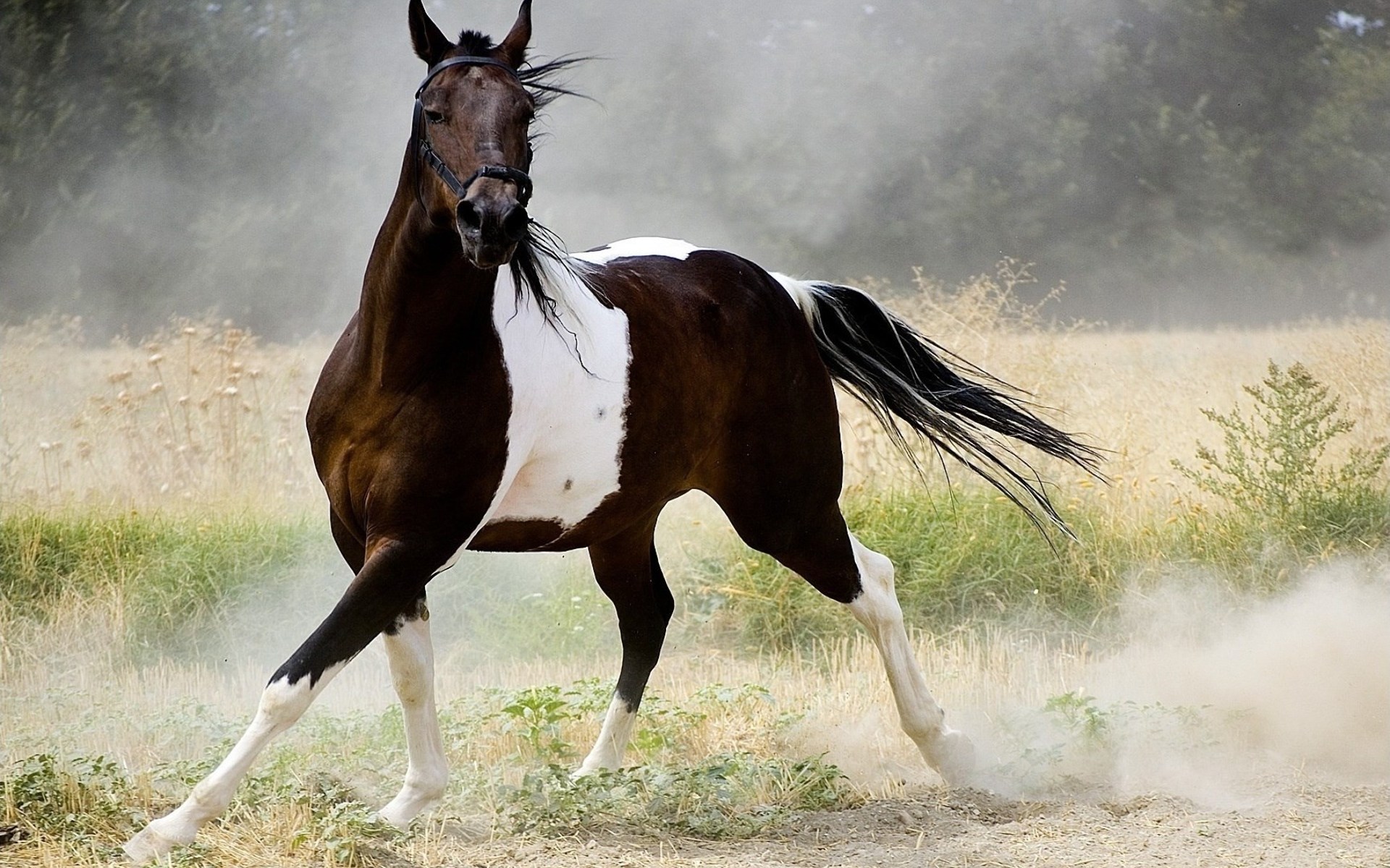 Про лошадей красивый. Арабская лошадь пегая. Пегая масть гнедая. Пегая гнедая лошадь. Пегая арабская чистокровная лошадь.