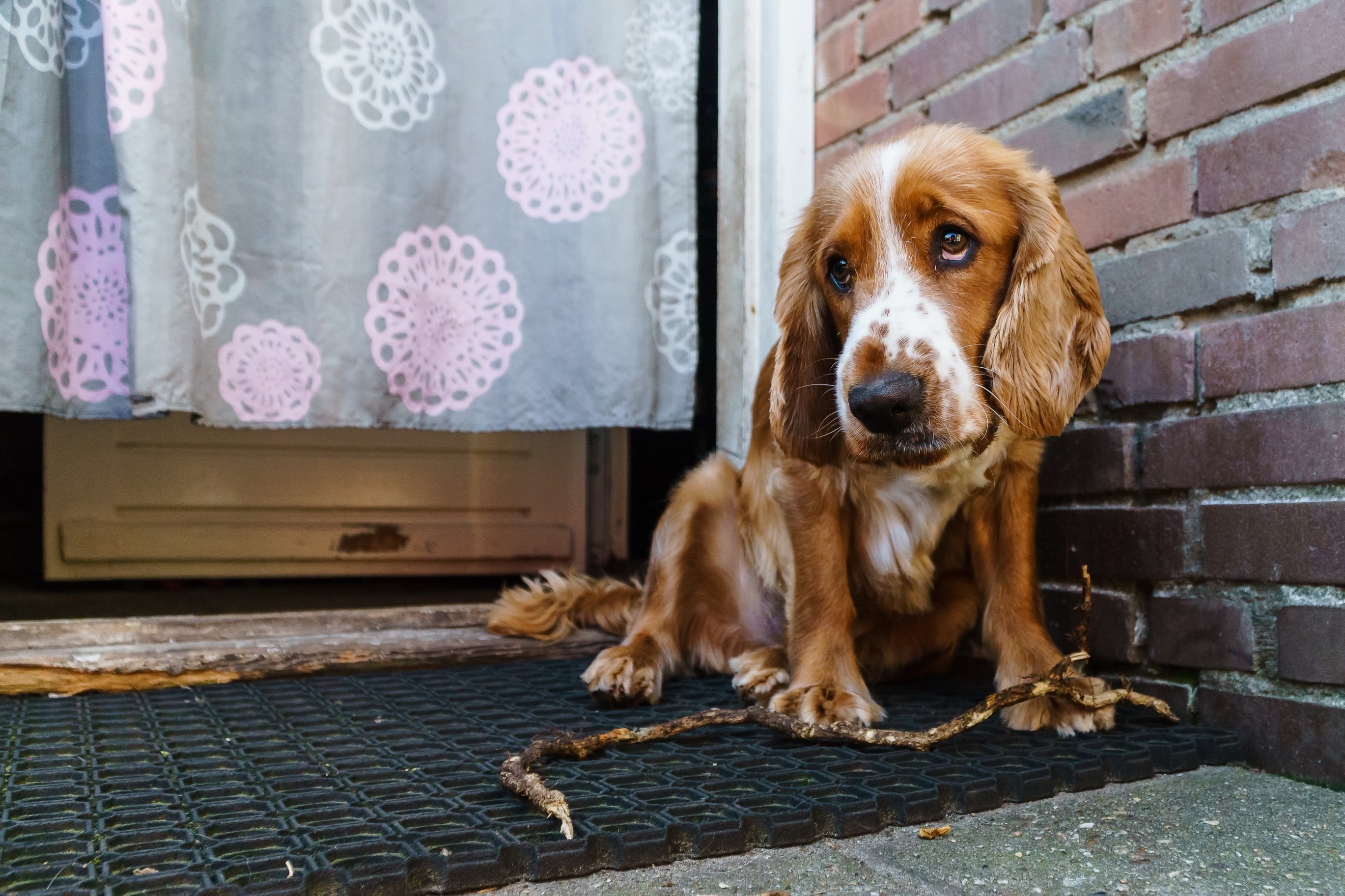 Обои глаза, взгляд, собака, дом, спаниель, кокер-спаниель, eyes, look, dog, house, spaniel, cocker spaniel разрешение 2738x1825 Загрузить