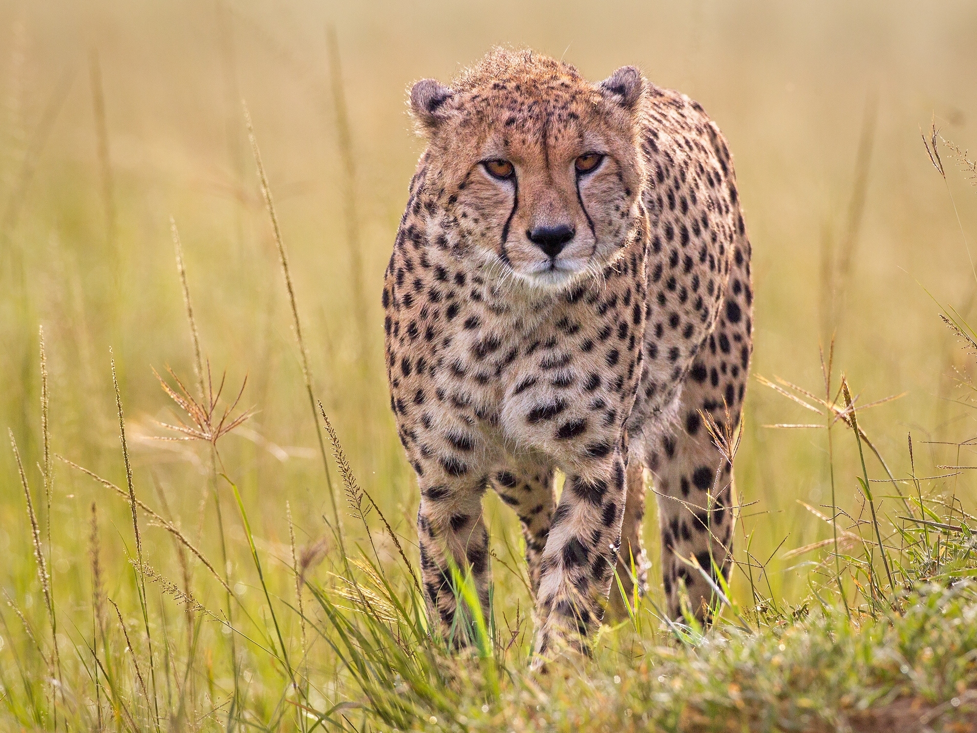 Обои трава, хищник, гепард, дикая кошка, grass, predator, cheetah, wild cat разрешение 2000x1500 Загрузить