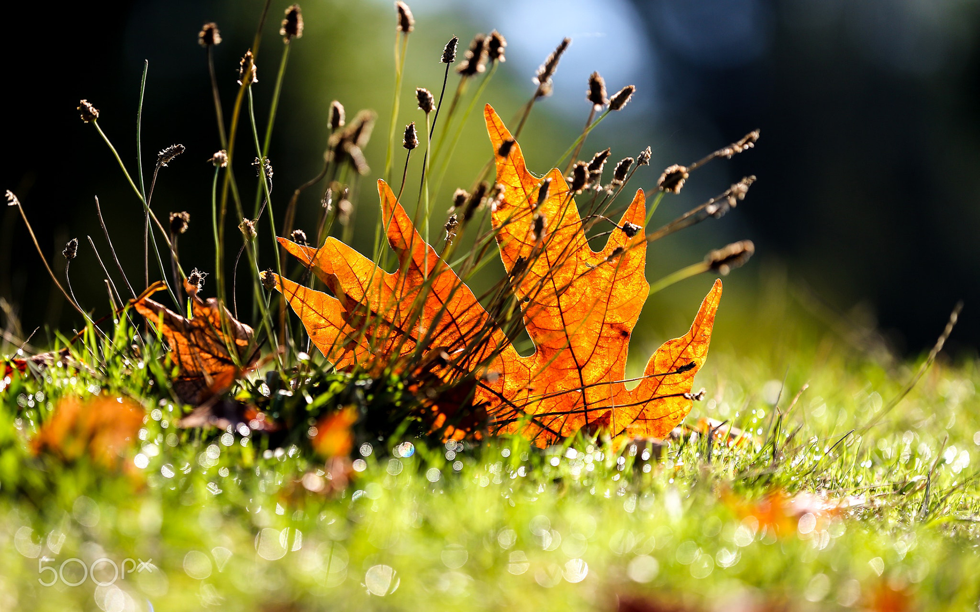 Лист трава осень без смс