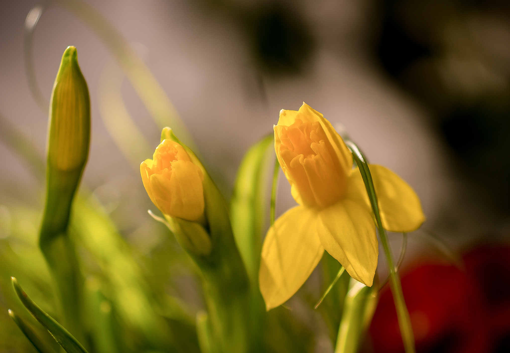 Обои цветы, бутоны, макро, весна, нарциссы, боке, flowers, buds, macro, spring, daffodils, bokeh разрешение 2048x1418 Загрузить