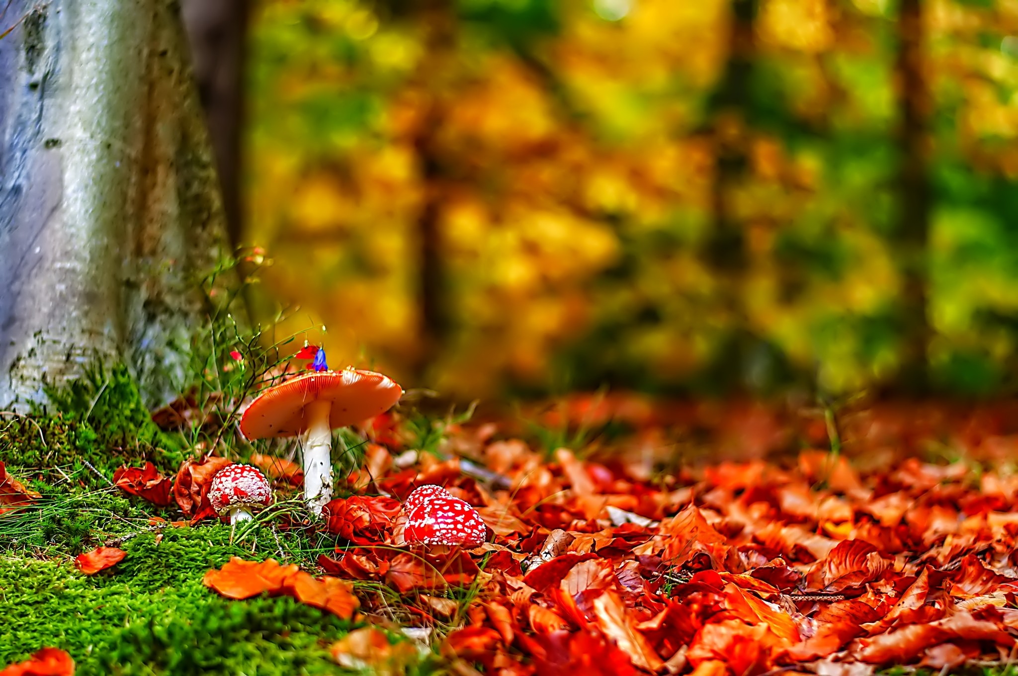 Обои природа, лес, листья, осень, грибы, мухоморы, nature, forest, leaves, autumn, mushrooms, amanita разрешение 2048x1360 Загрузить