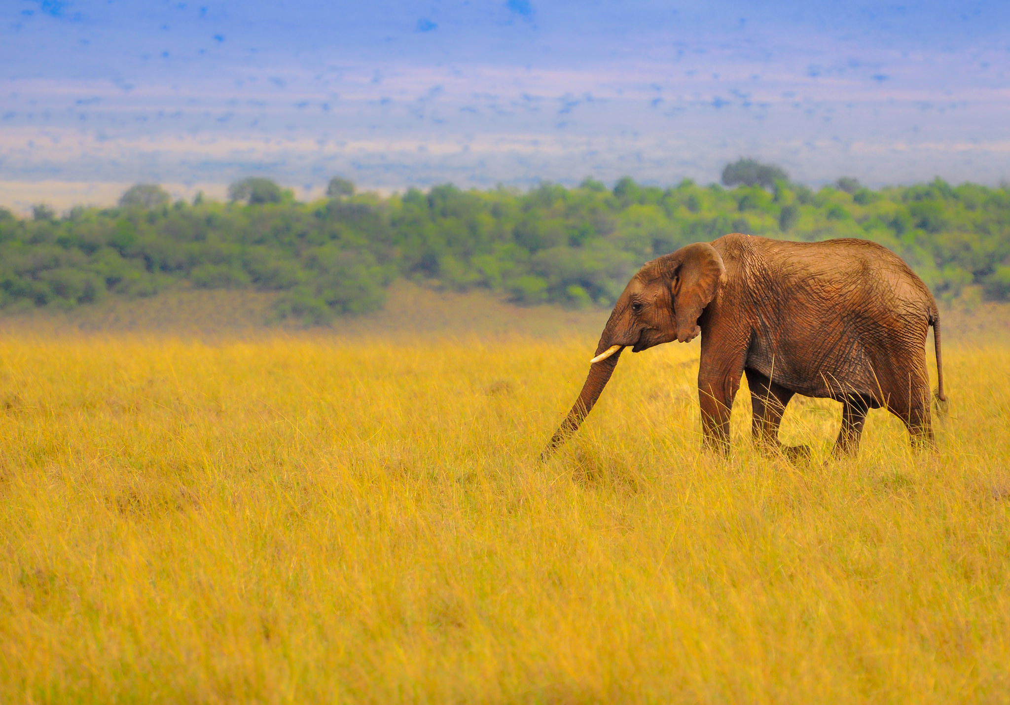 Обои слон, африка, саванна, хобот, elephant, africa, savannah, trunk разрешение 2048x1430 Загрузить
