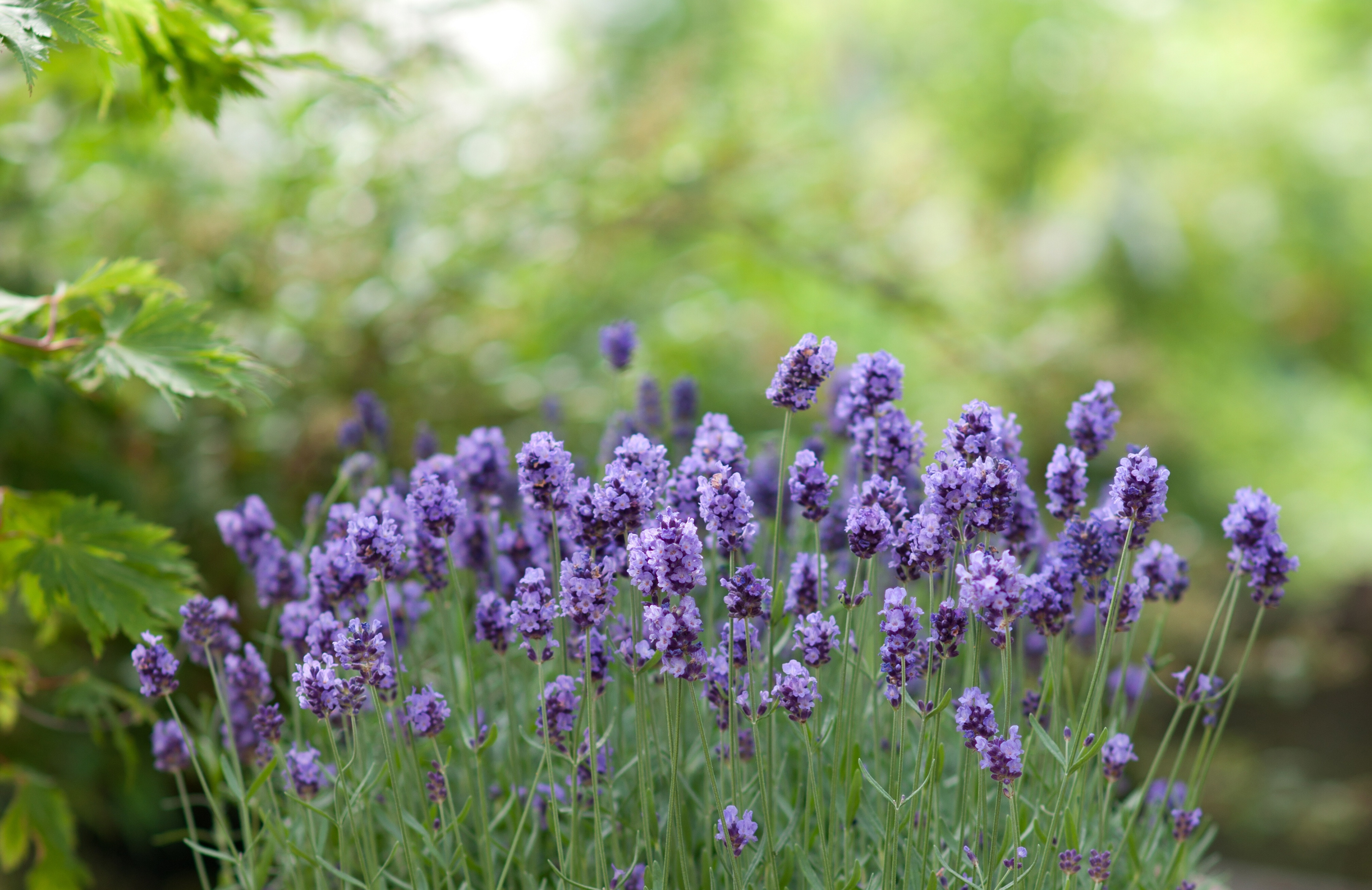 Обои цветы, зелень, лаванда, боке, flowers, greens, lavender, bokeh разрешение 4331x2811 Загрузить