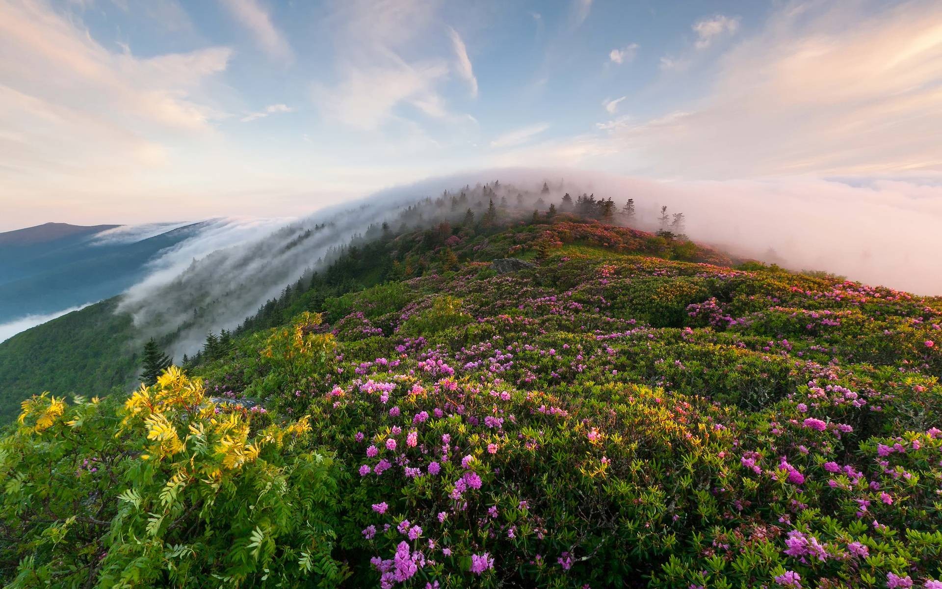 Обои небо, туман, цветы, трава, облака, горы, холмы, природа, утро, the sky, fog, flowers, grass, clouds, mountains, hills, nature, morning разрешение 1920x1200 Загрузить