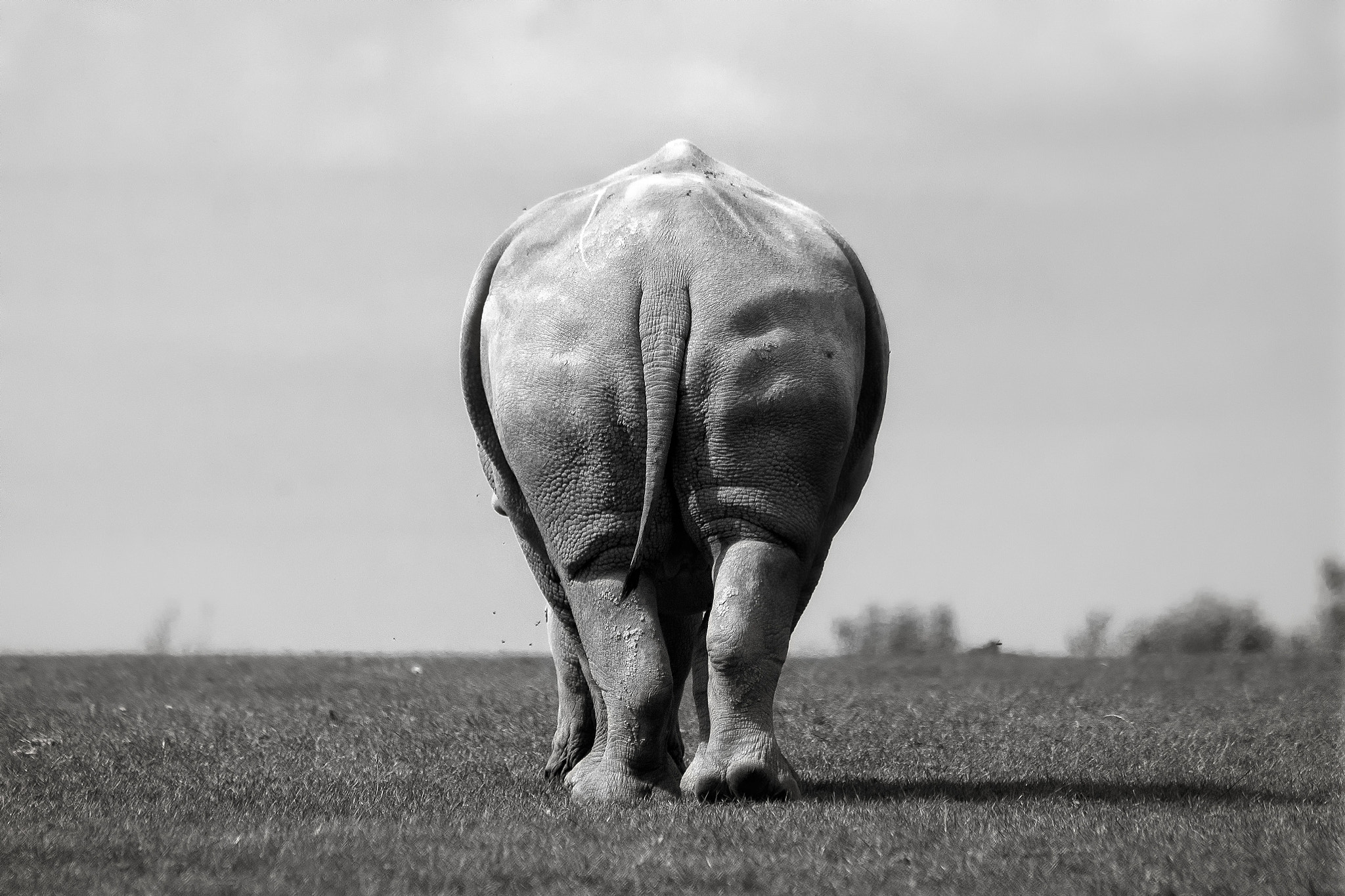 Обои слон, чёрно-белое, вид сзади, elephant, black and white, rear view разрешение 2048x1365 Загрузить