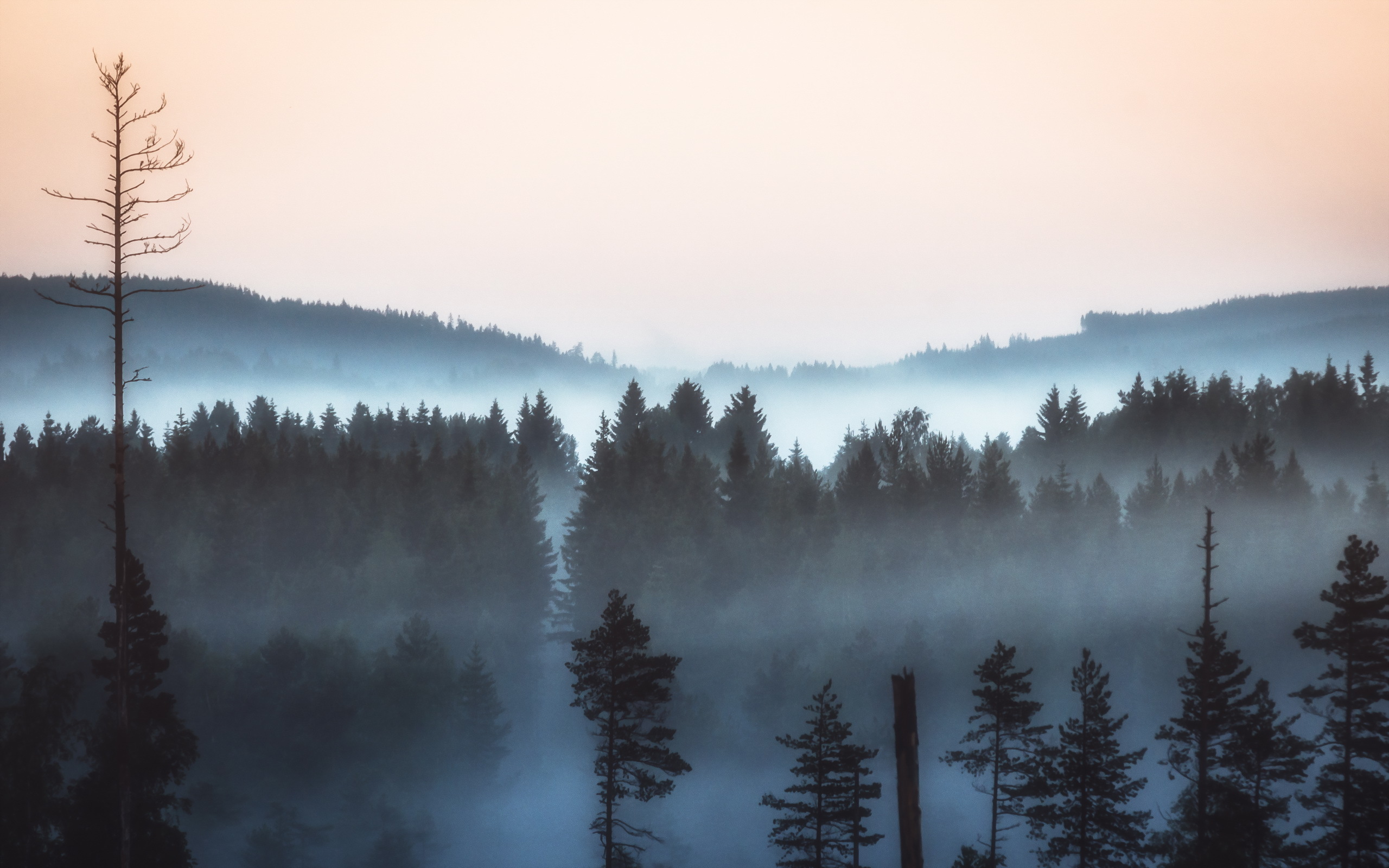 Обои природа, лес, пейзаж, утро, туман, сосны, nature, forest, landscape, morning, fog, pine разрешение 2560x1600 Загрузить