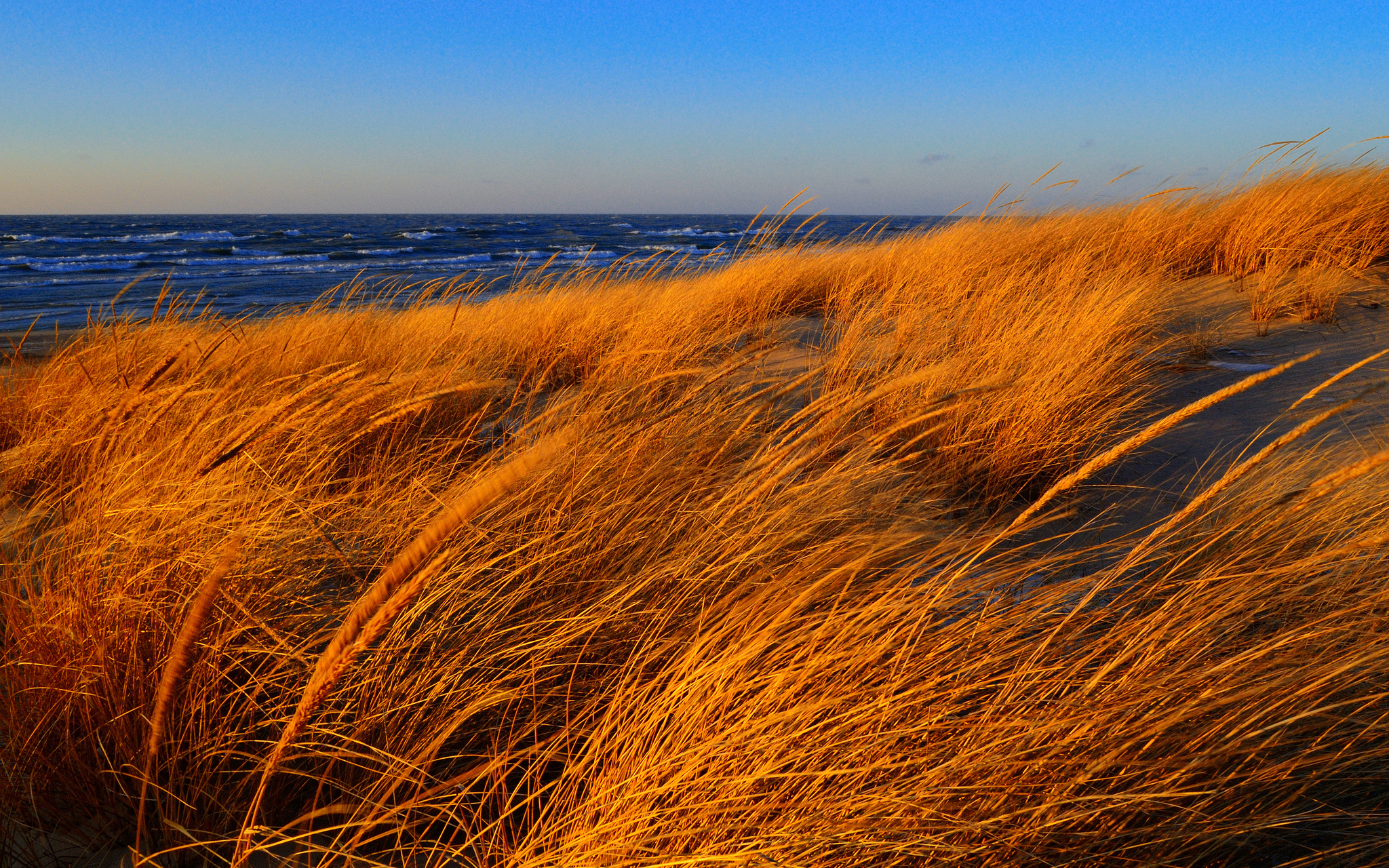 Wind. Ветер. Сухая трава. Осеннее море. Осень на море.