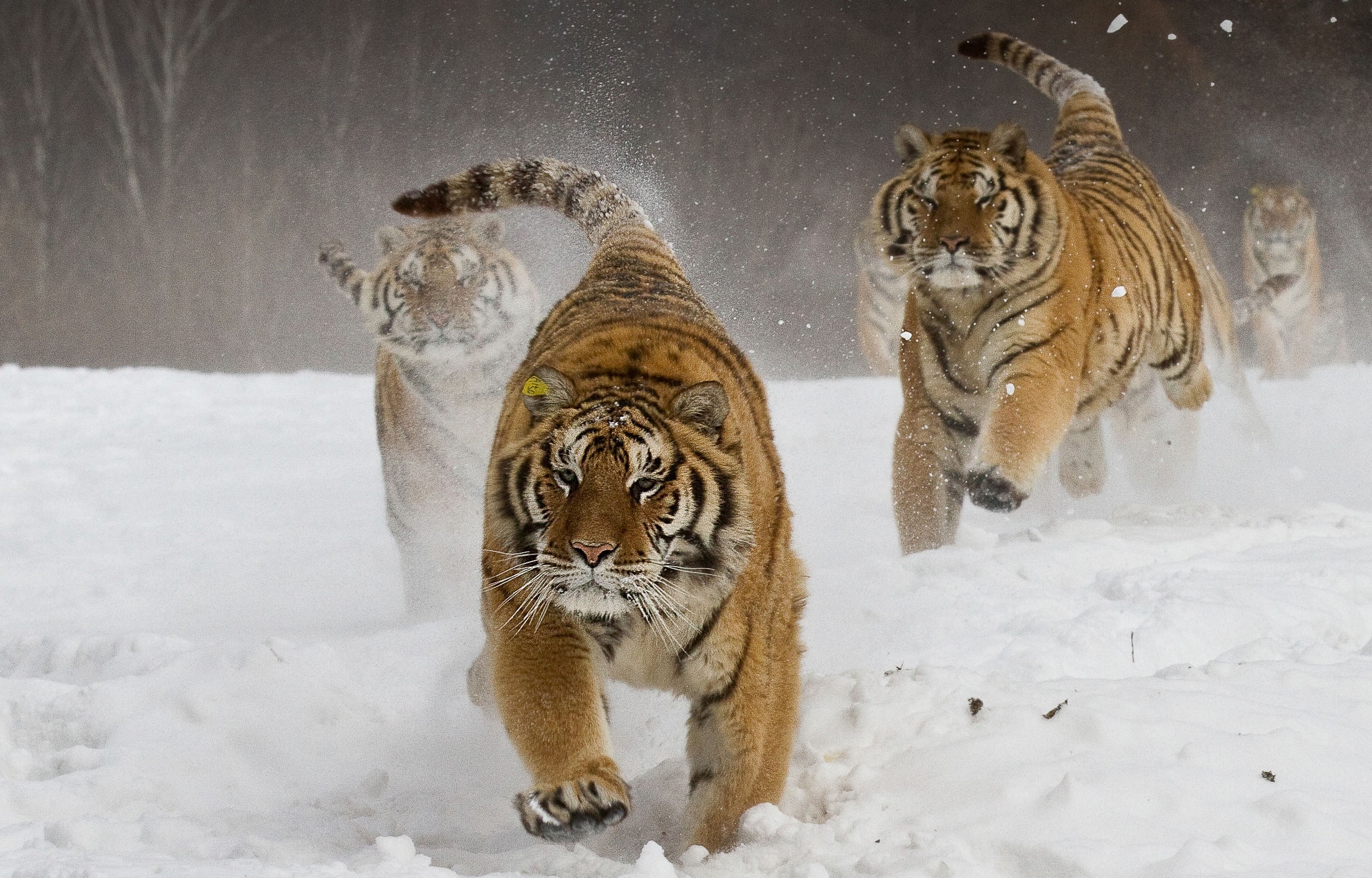 Обои снег, зима, амурский тигр, тигры, snow, winter, the amur tiger, tigers разрешение 2500x1600 Загрузить