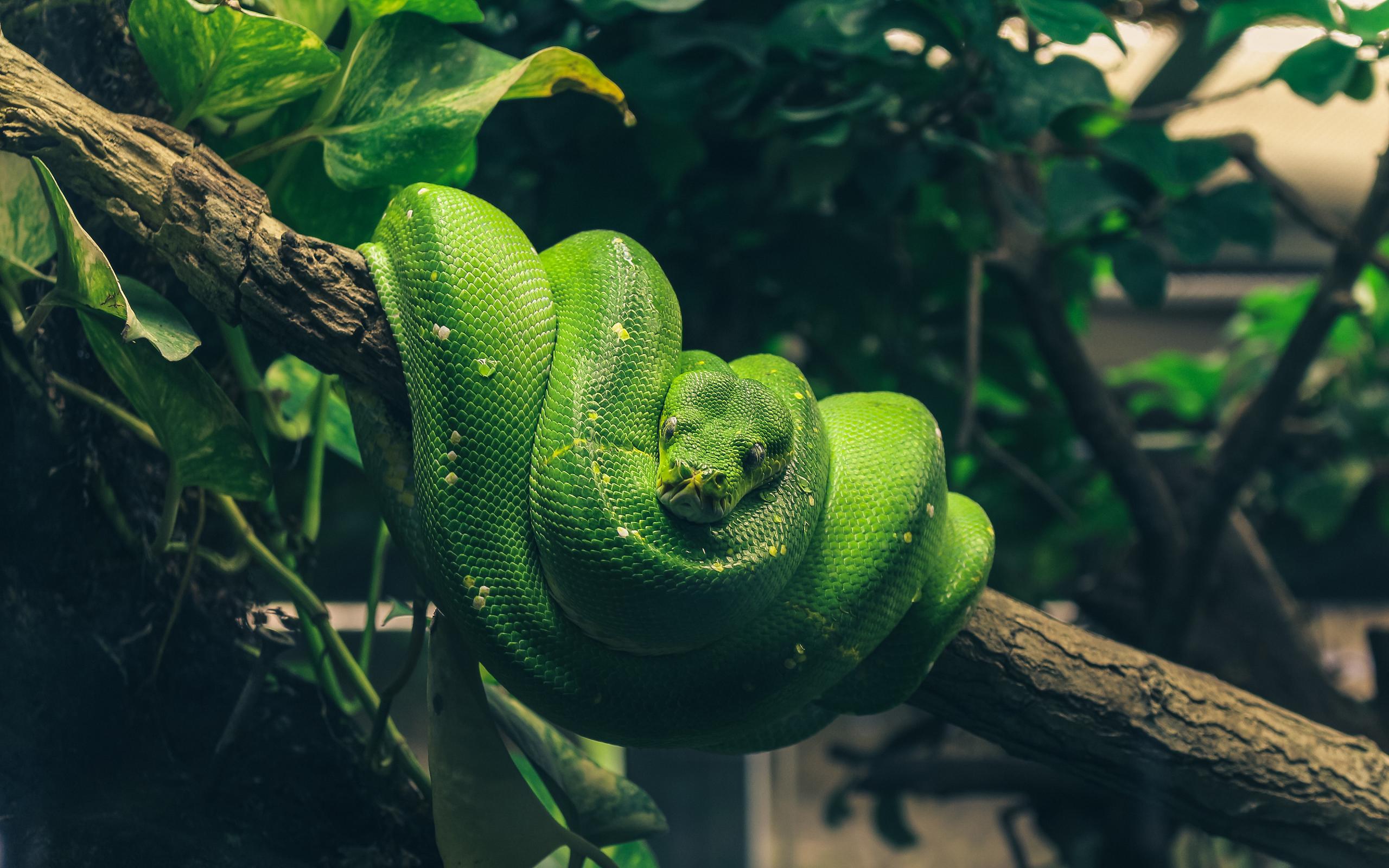 Тропическая змея древесный питон