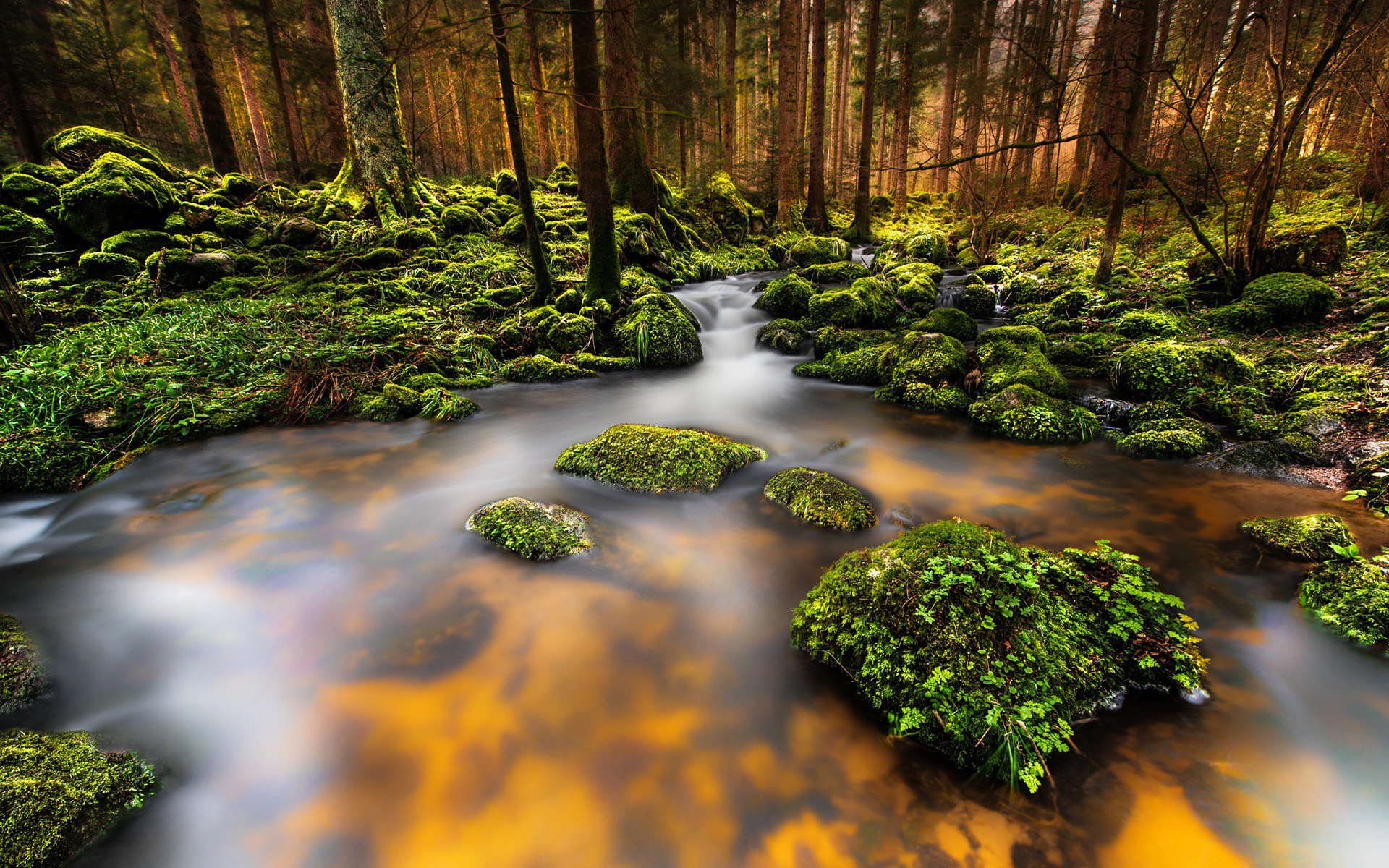 Обои деревья, река, природа, камни, лес, ручей, мох, trees, river, nature, stones, forest, stream, moss разрешение 1920x1200 Загрузить