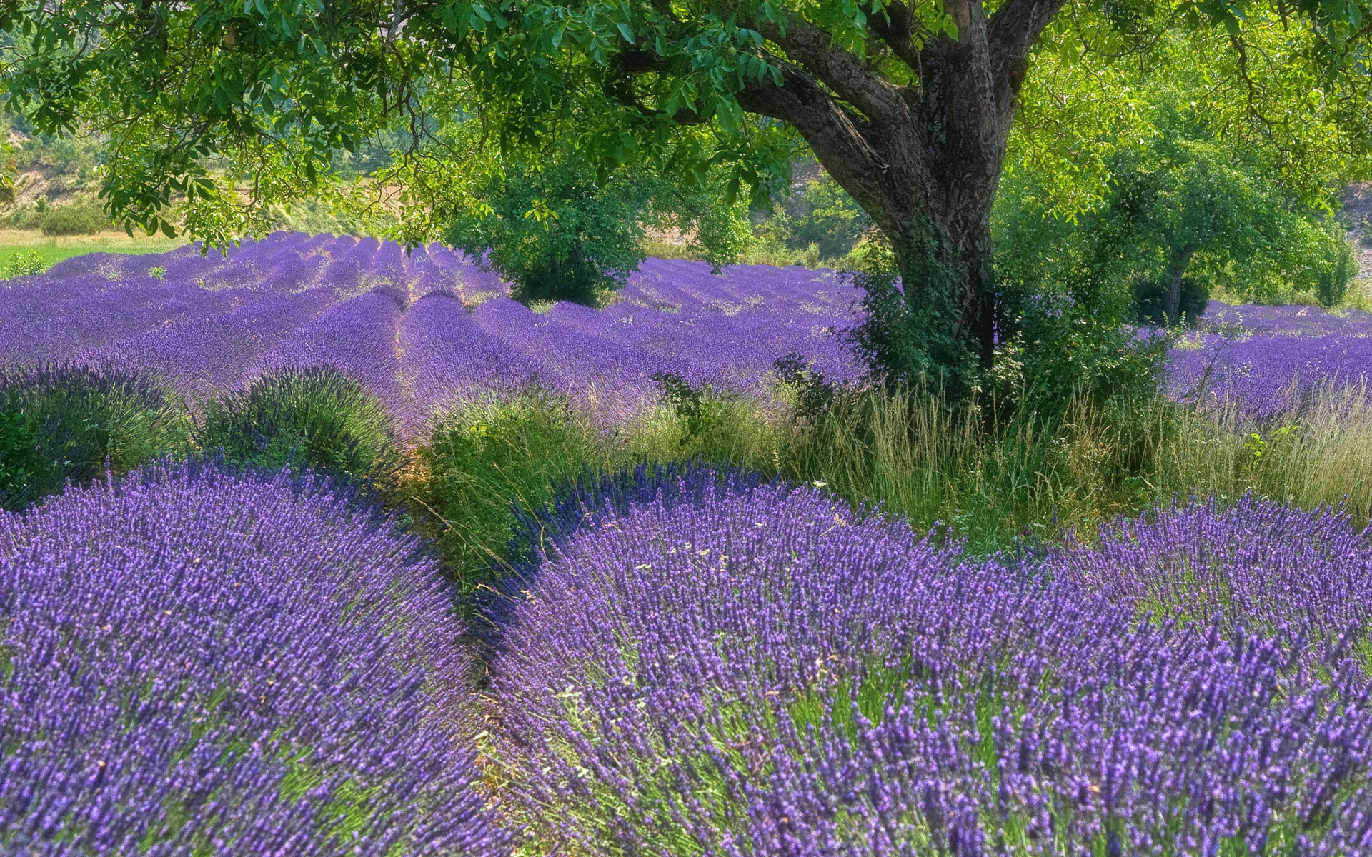 Обои цветы, дерево, поле, лаванда, flowers, tree, field, lavender разрешение 1920x1200 Загрузить