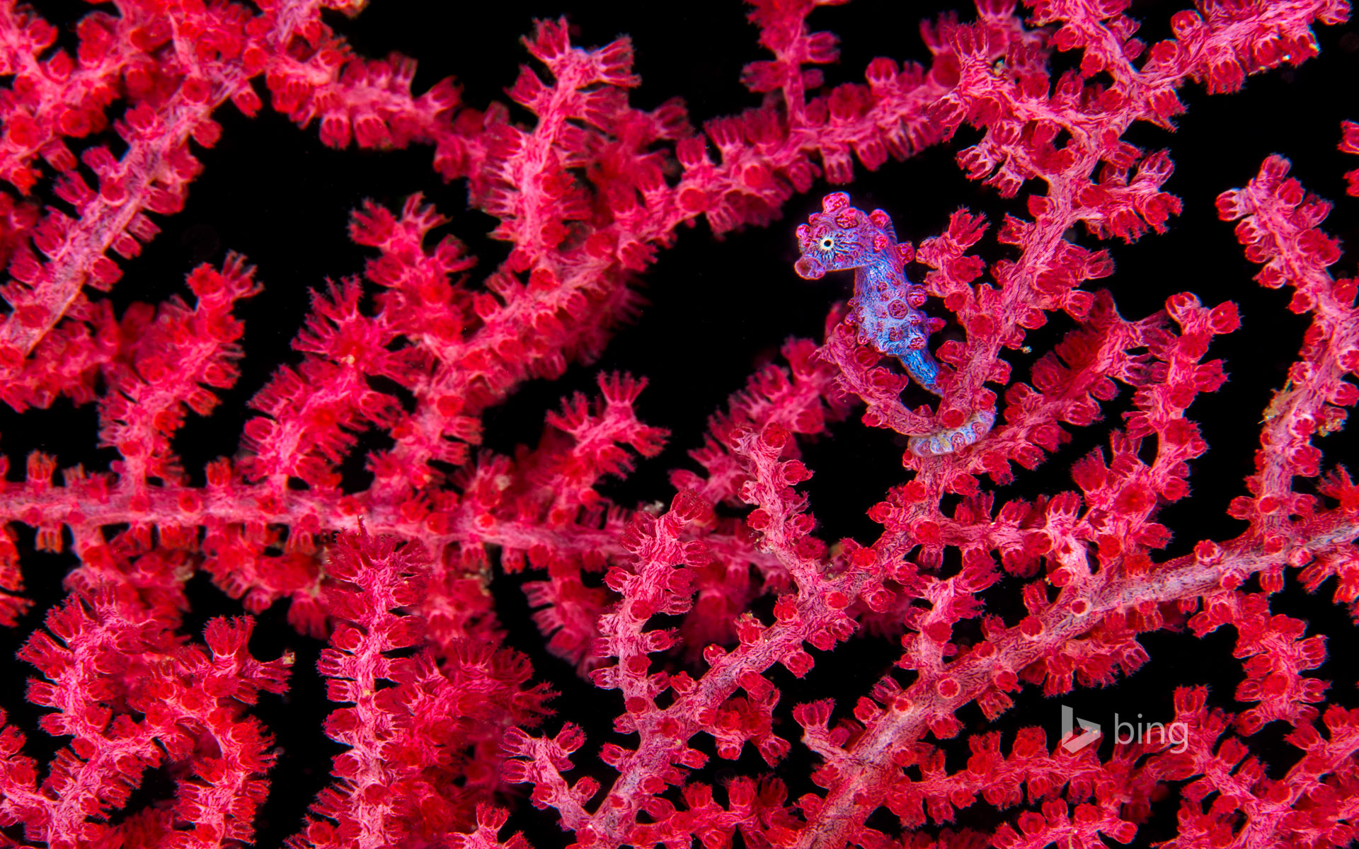 Темно коралловый. Коралловый морской конек. Необычные кораллы. Красный коралл. Необычные морские растения.