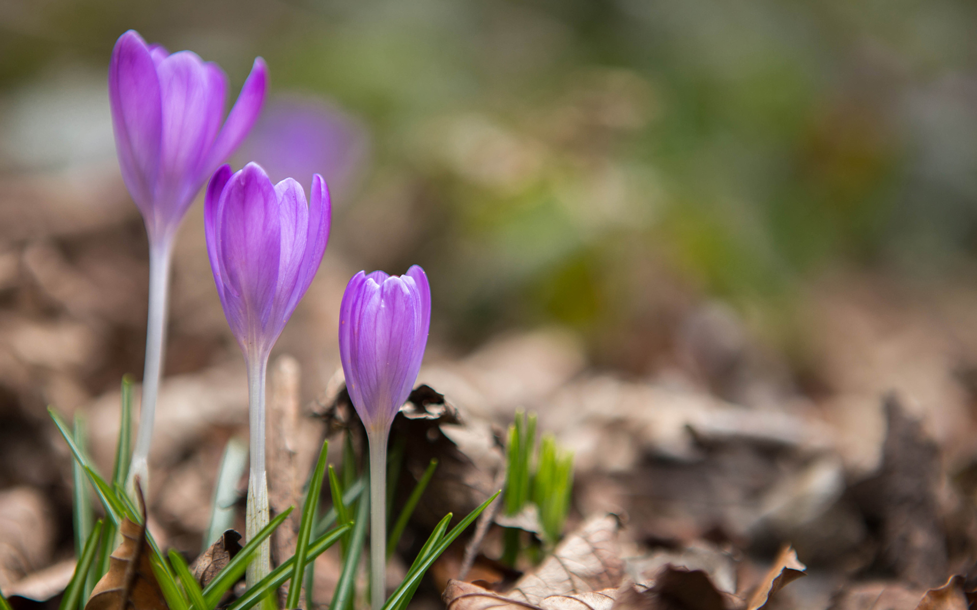 Обои цветы, весна, крокусы, сухие листья, flowers, spring, crocuses, dry leaves разрешение 1920x1200 Загрузить