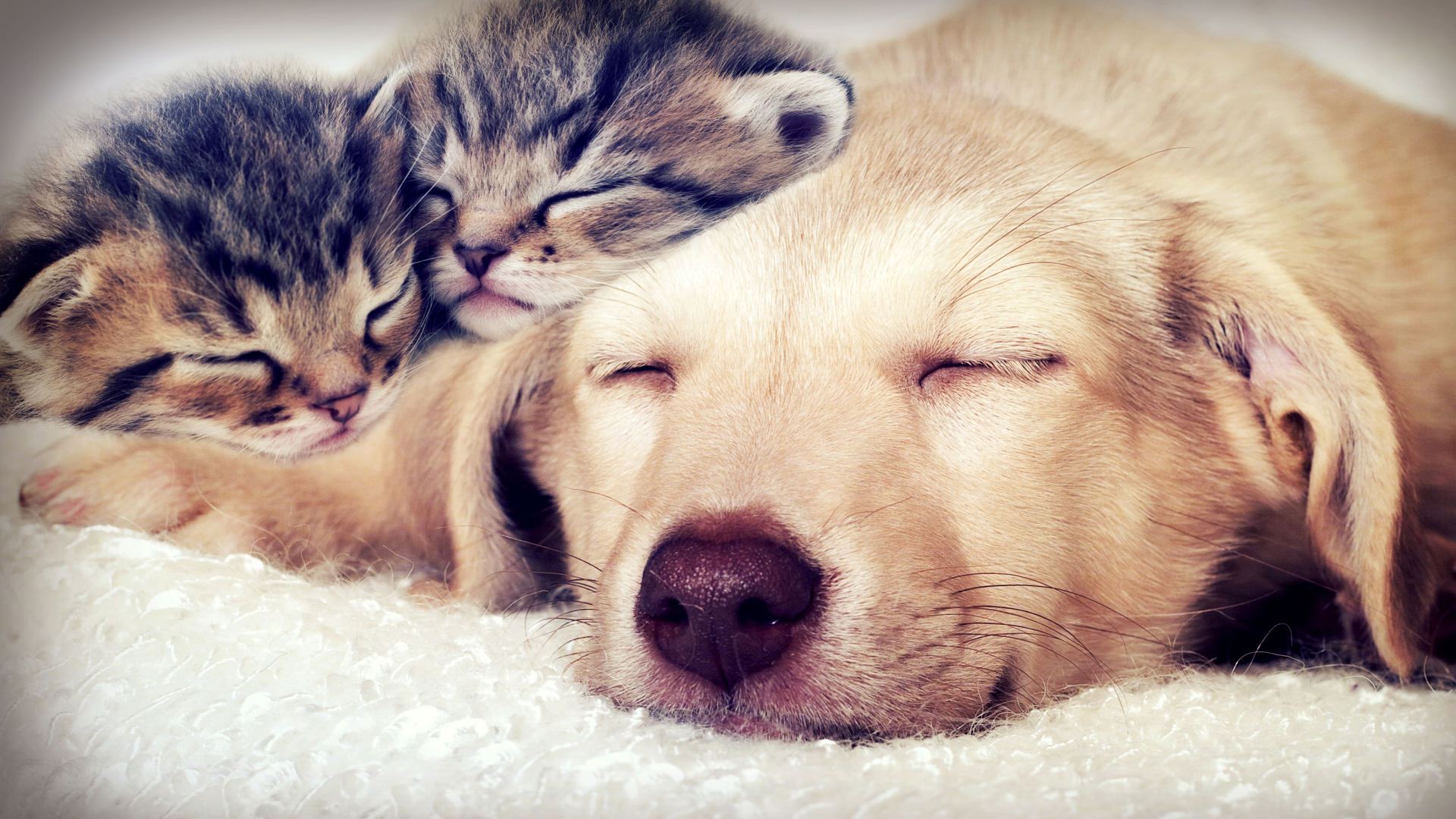 Обои сон, собака, кошки, котята, мордочки, закрытые глаза, sleep, dog, cats, kittens, faces, closed eyes разрешение 1920x1080 Загрузить
