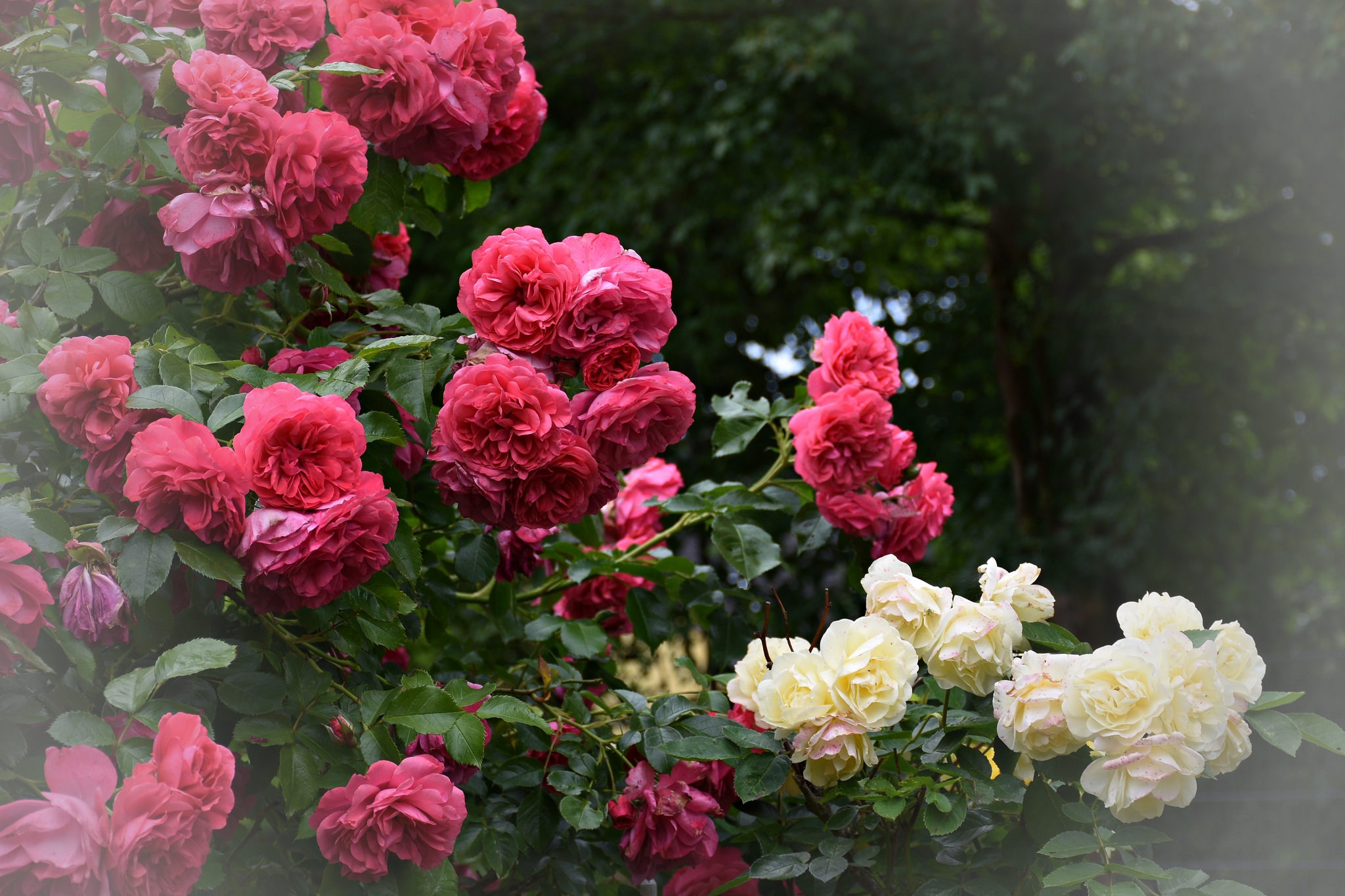 Обои цветы, цветение, листья, розы, лепестки, куст, flowers, flowering, leaves, roses, petals, bush разрешение 2048x1365 Загрузить