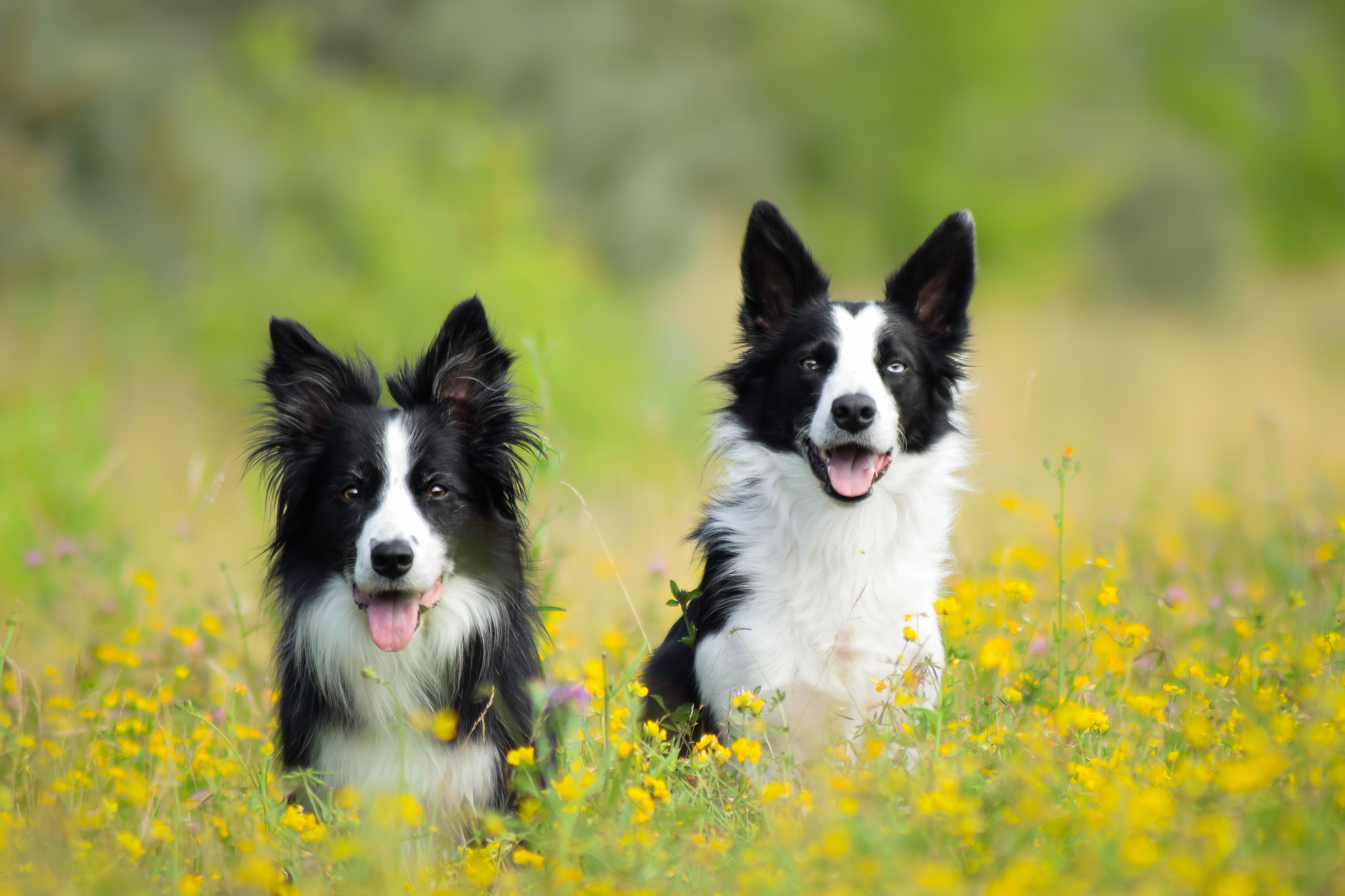 Обои цветы, луг, пара, собаки, бордер-колли, две собаки, flowers, meadow, pair, dogs, the border collie, two dogs разрешение 5673x3782 Загрузить