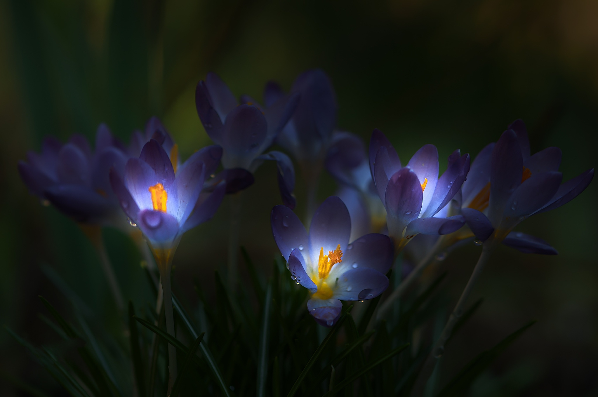 Добрый вечер и спокойной ночи весенние красивые. Крокус Шафран синий. Пролески, подснежники, крокусы. Крокус ночной цветок. Шафран сон трава.