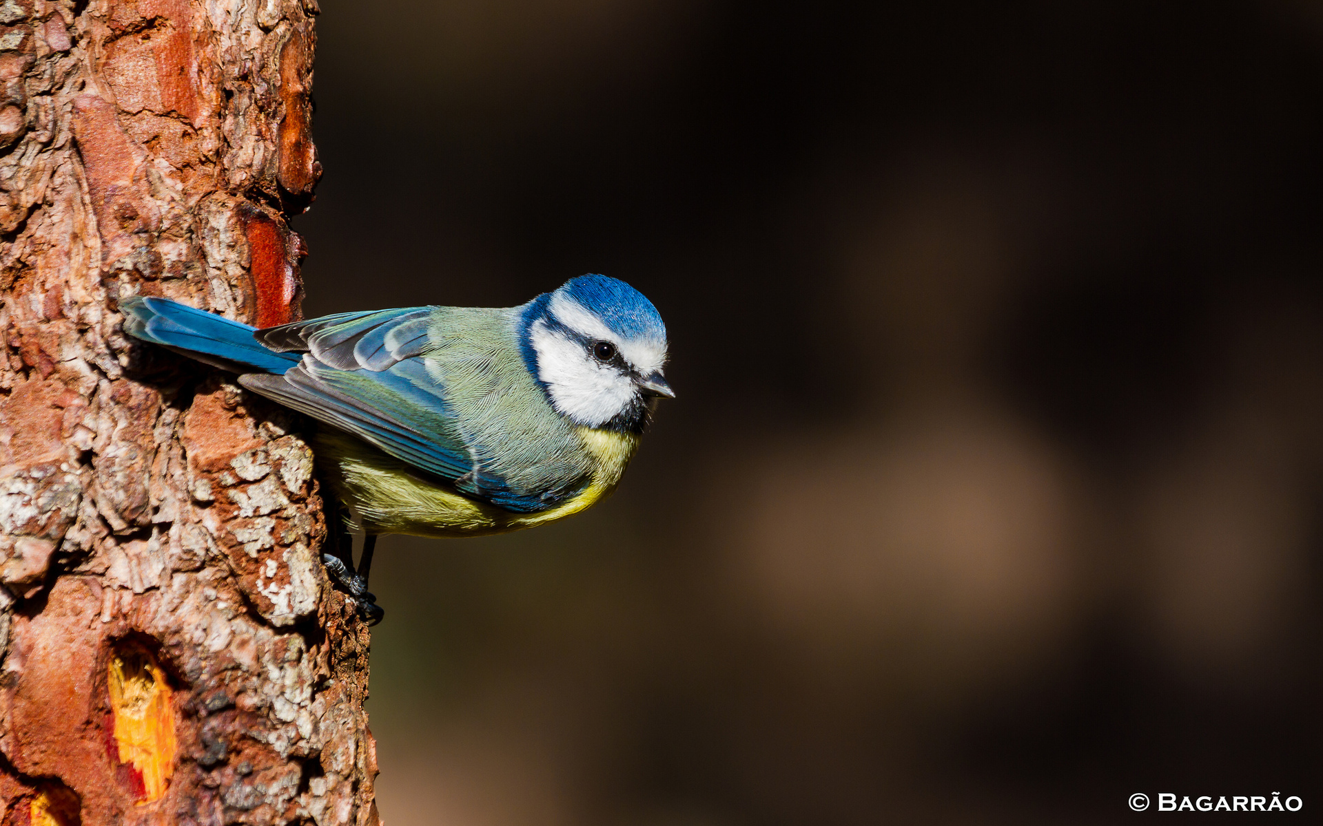 Обои дерево, птица, птичка, синица, tree, bird, tit разрешение 1920x1200 Загрузить