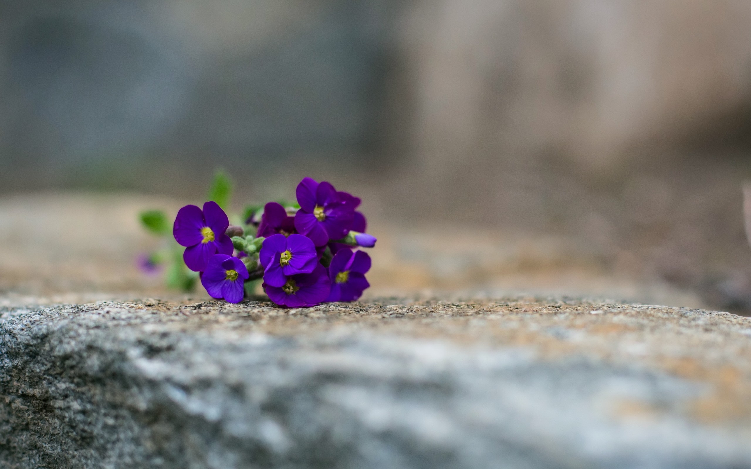 Обои цветы, макро, фон, анютины глазки, глазки, фиалки, flowers, macro, background, pansy, eyes, violet разрешение 2560x1600 Загрузить