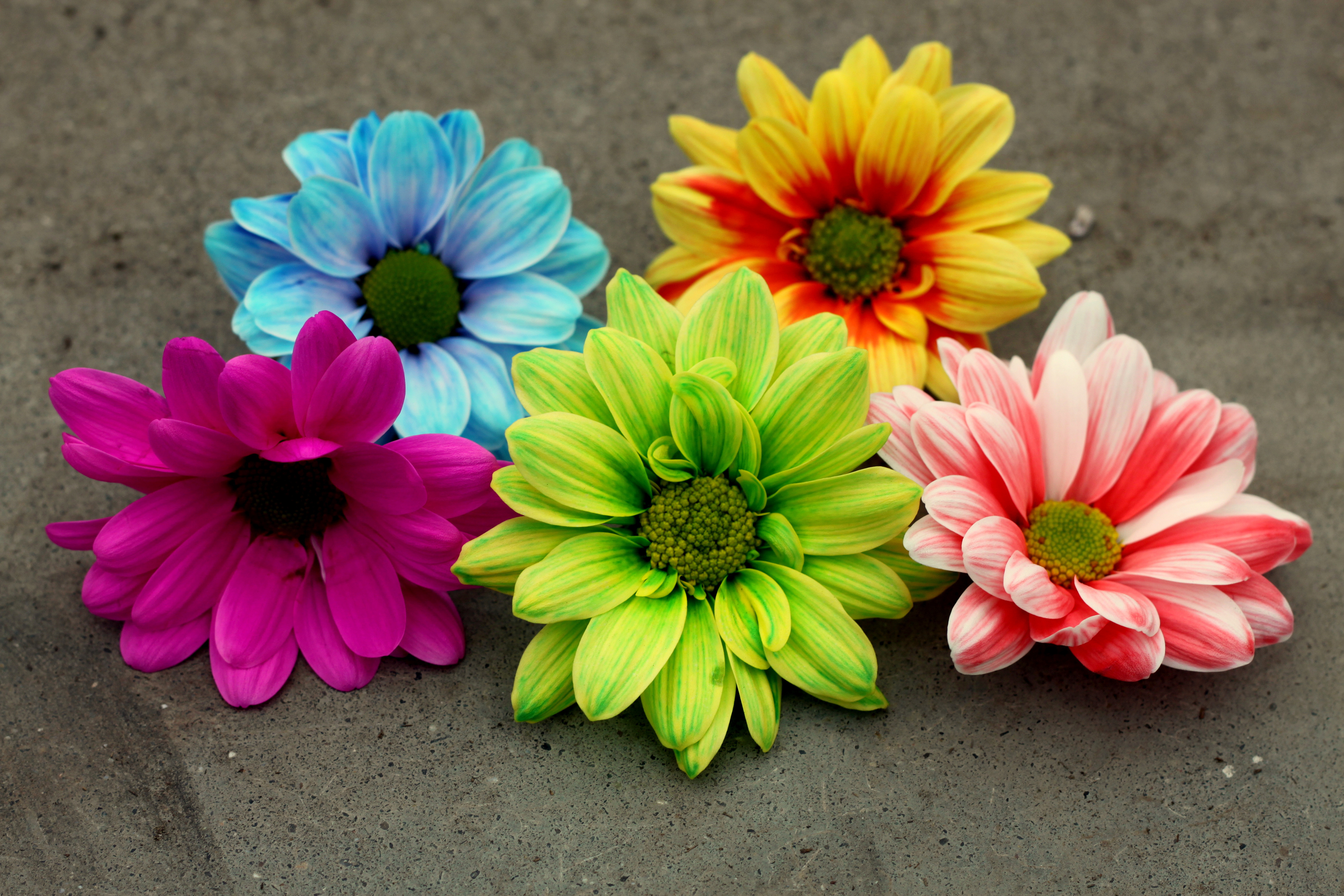 Обои лепестки, разноцветные, герберы,  цветы, petals, colorful, gerbera, flowers разрешение 4200x2800 Загрузить