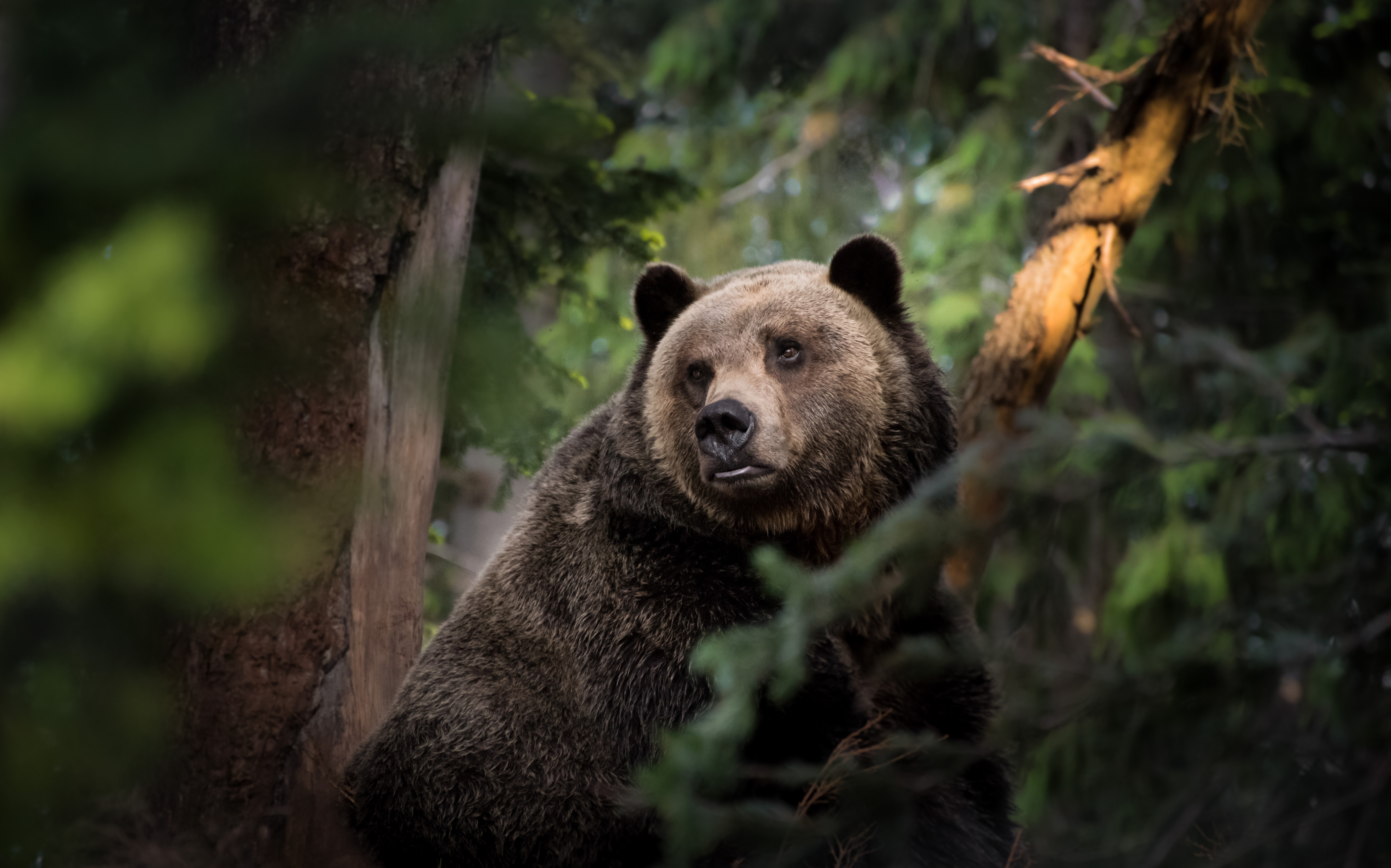 The bear. Медведь Гризли. Бурый медведь во Владимирской области. Бурый медведь 4к. Медведь в лесу.