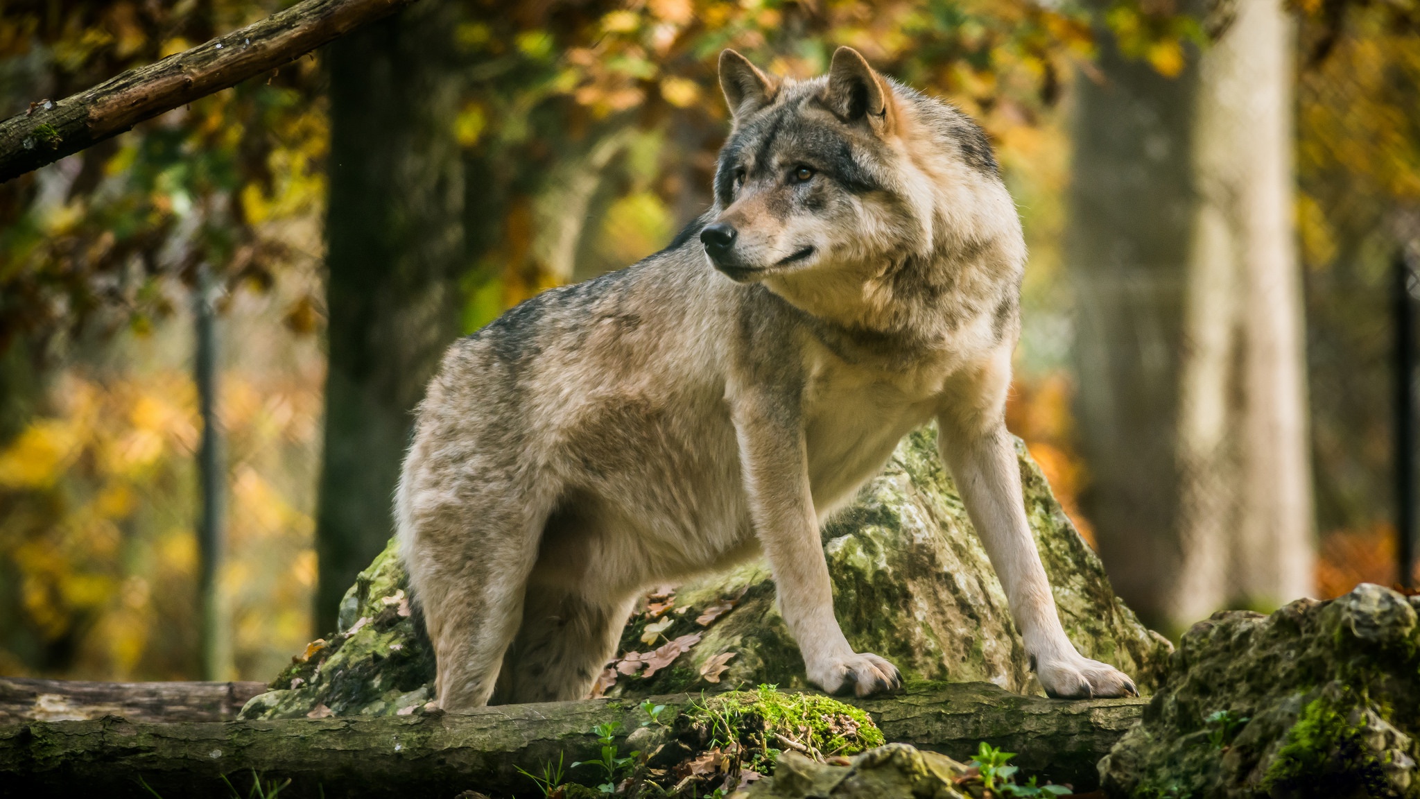 Волк в лесу загрузить