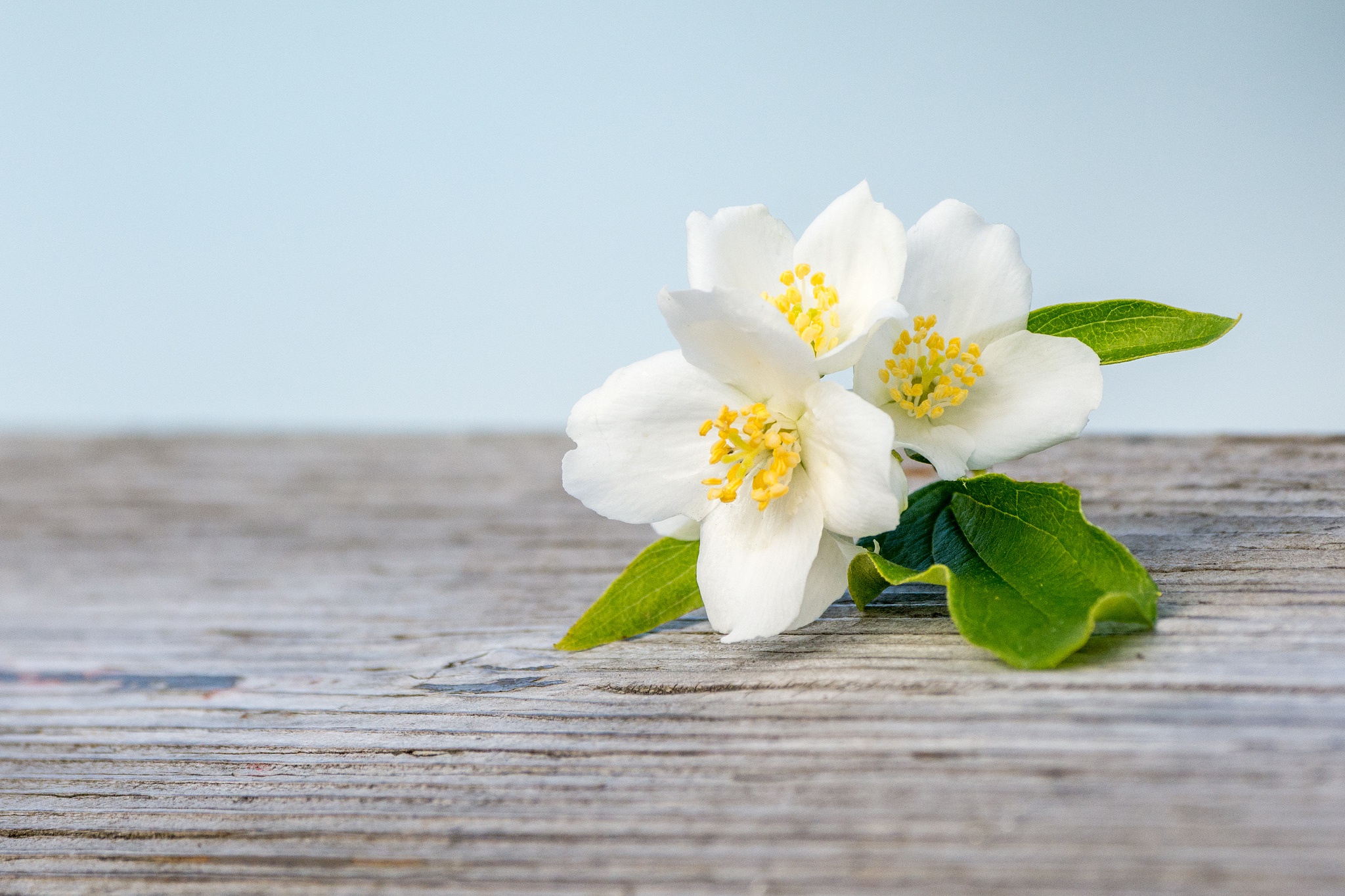 Обои цветение, макро, белый, весна, жасмин, деревянная поверхность, flowering, macro, white, spring, jasmine, wooden surface разрешение 2048x1365 Загрузить