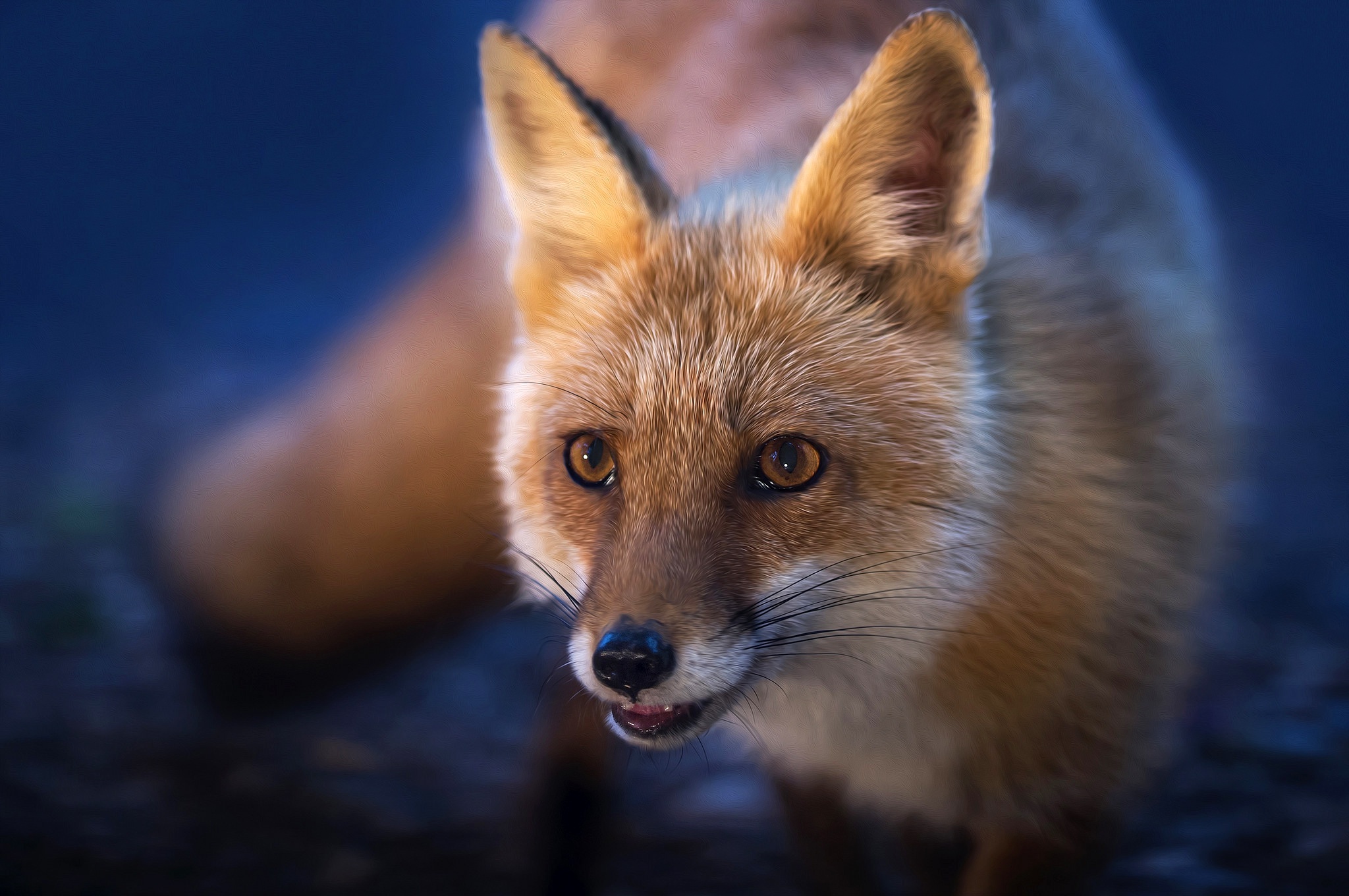 Обои мордочка, взгляд, рыжая, лиса, лисица, хвост, muzzle, look, red, fox, tail разрешение 2048x1360 Загрузить