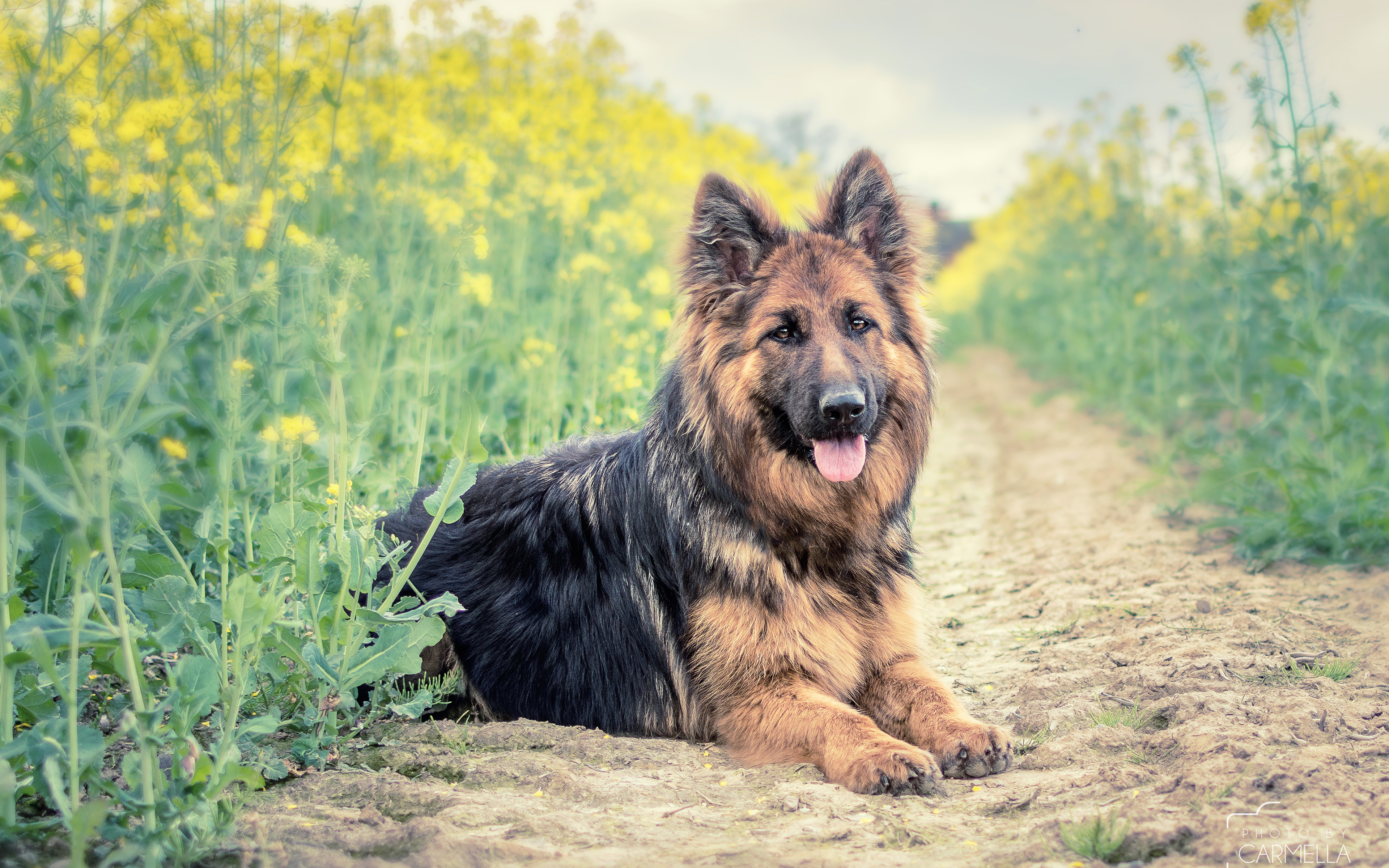 природа трава животное собака немецкая овчарка без смс