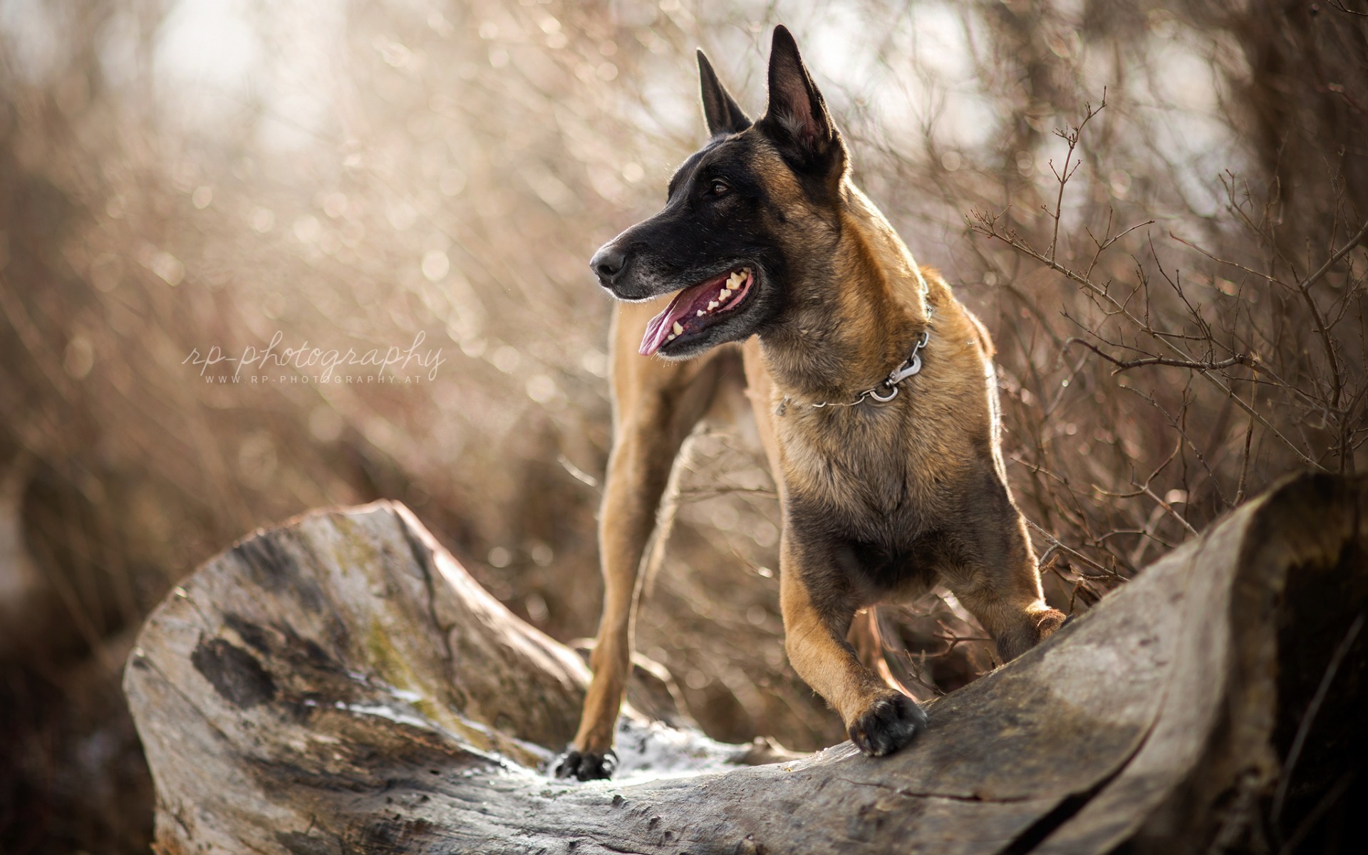 Обои собака, овчарка, малинуа, бельгийская овчарка, dog, shepherd, malinois, belgian shepherd разрешение 1920x1200 Загрузить