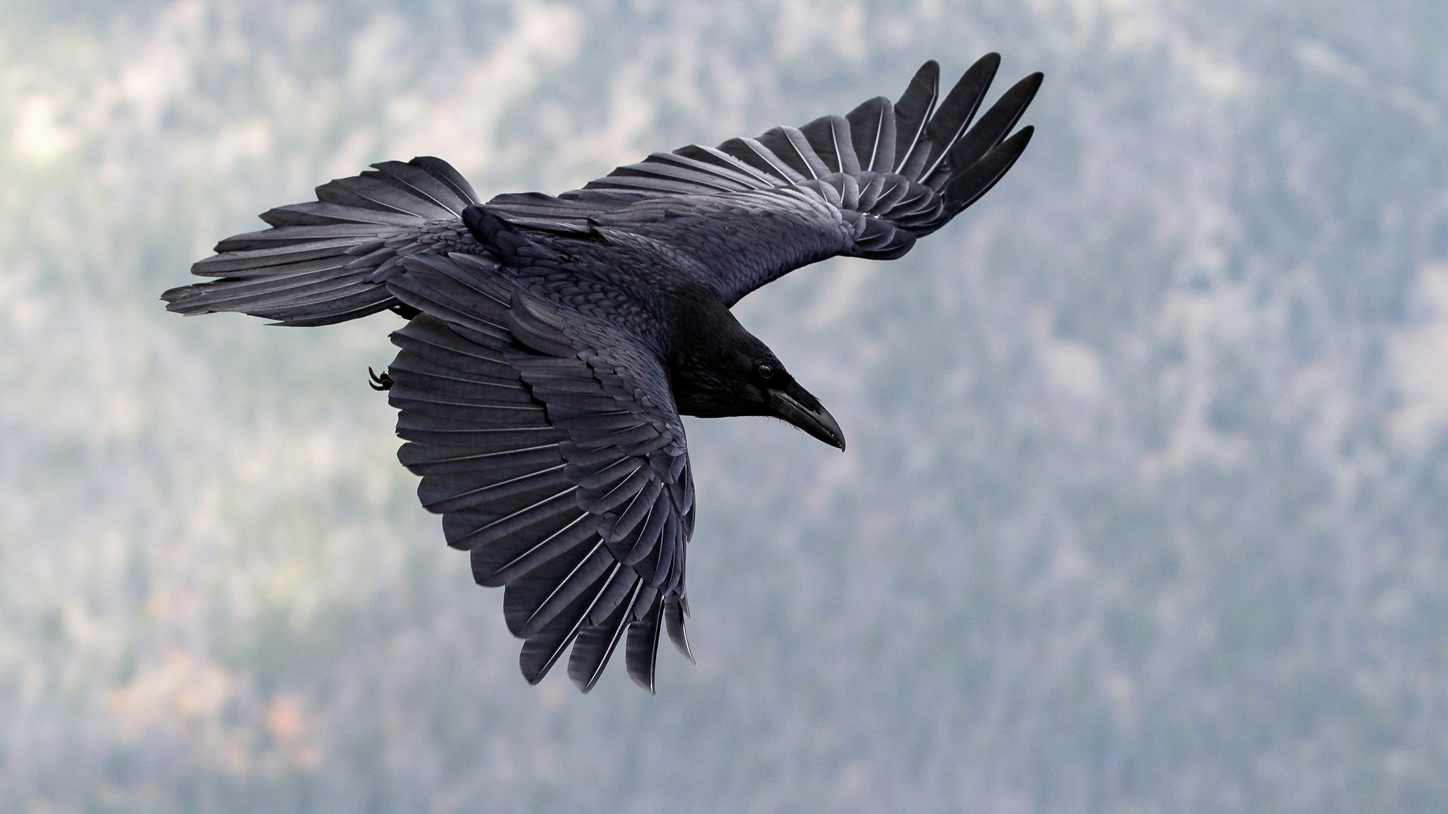 Крыло ворона 1. Новокаледонский ворон. Размах крыльев ворона черного. Черный Орлан. Рейвен птица.
