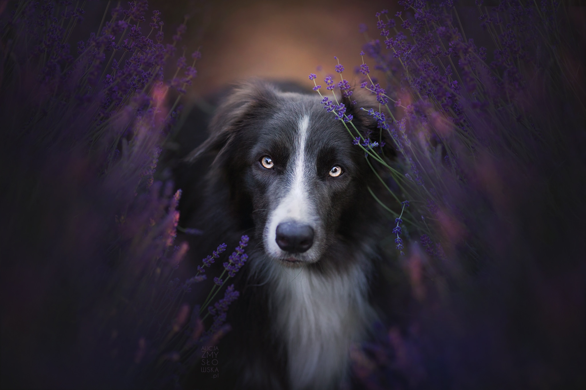 Обои цветы, природа, взгляд, собака, бордер-колли, flowers, nature, look, dog, the border collie разрешение 2048x1365 Загрузить