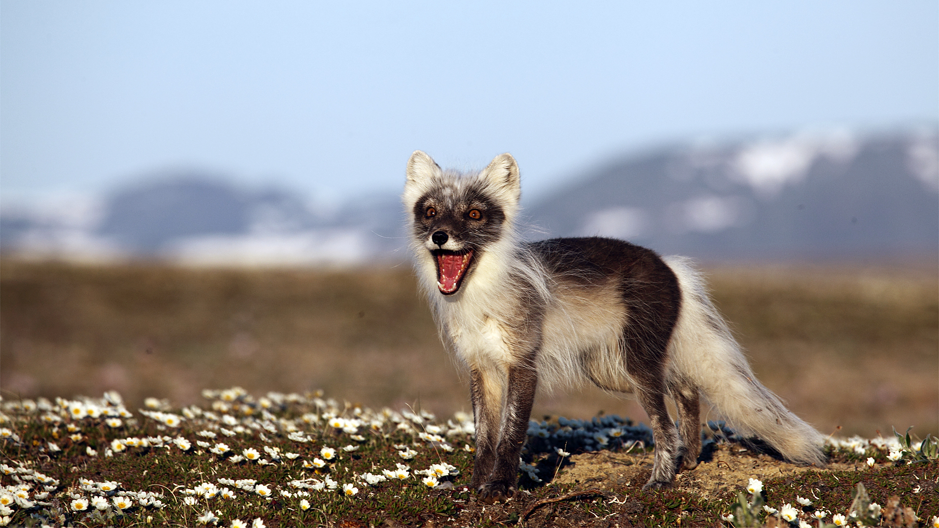 Обои природа, фон, россия, песец, полярная лисица, остров врангеля, nature, background, russia, fox, polar fox, wrangel island разрешение 1920x1080 Загрузить