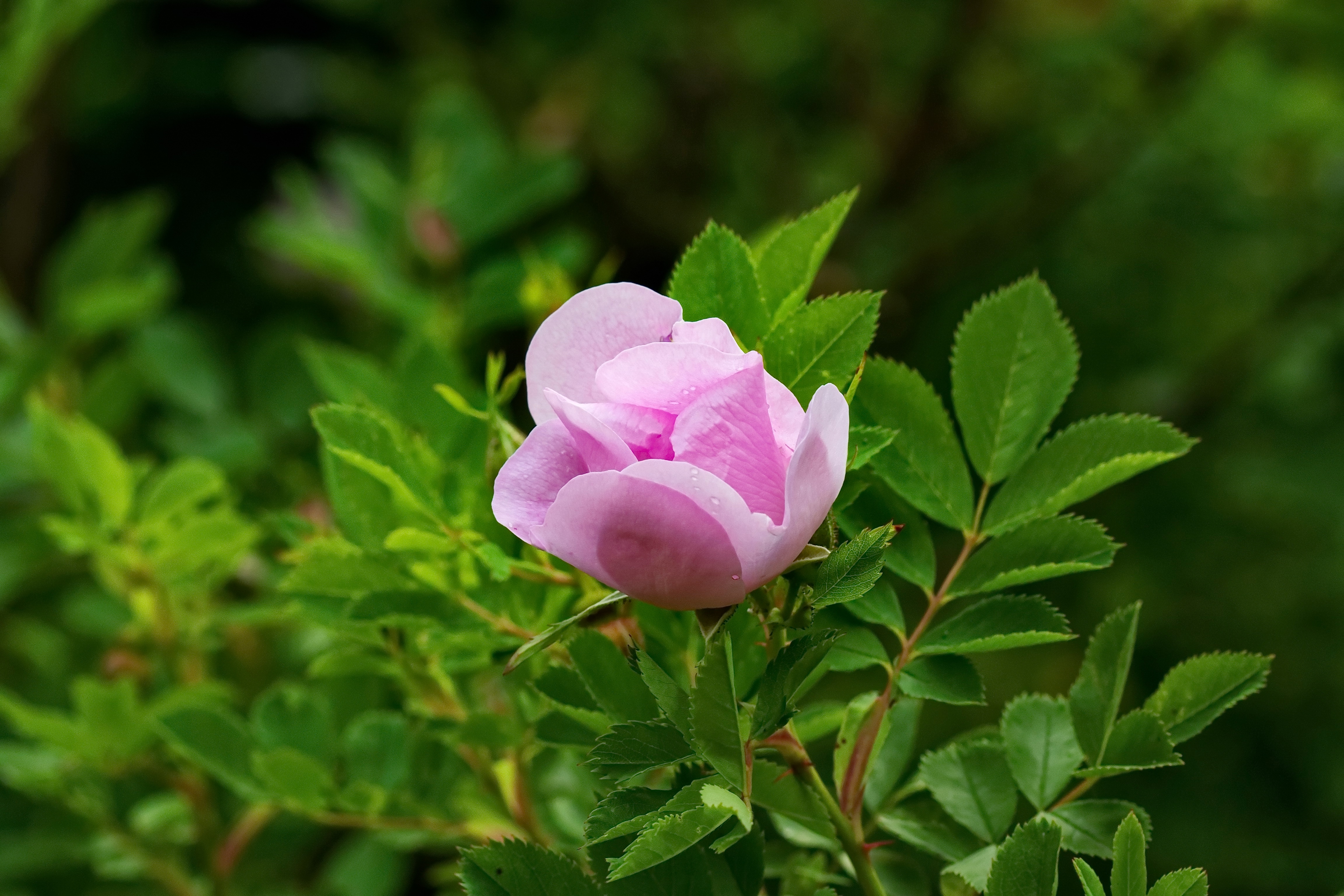 Обои листья, роза, лепестки, сад, бутон, шиповник, куст, leaves, rose, petals, garden, bud, briar, bush разрешение 4606x3071 Загрузить