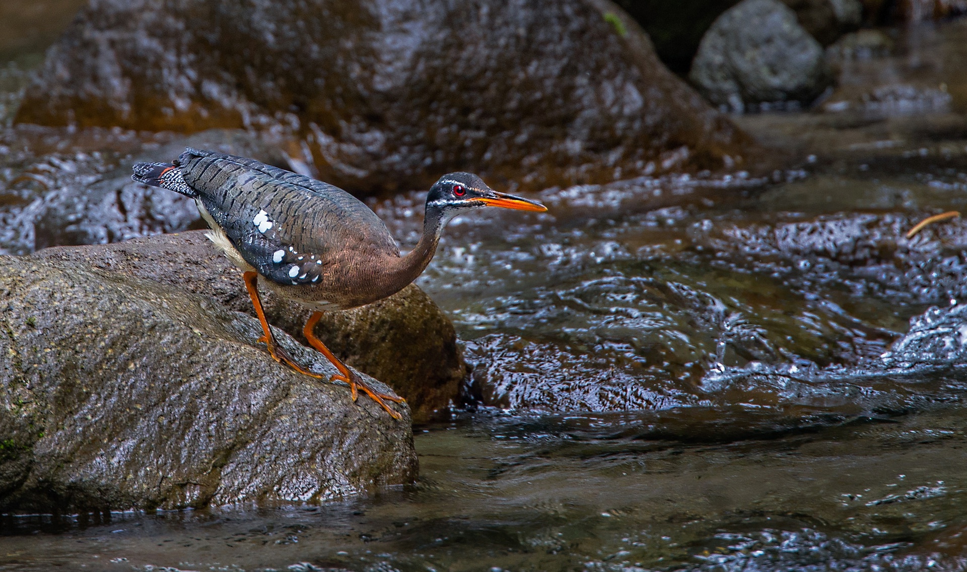 Обои ручей, камень, птица, клюв, цапля, солнечная цапля, stream, stone, bird, beak, heron, solar heron разрешение 1920x1136 Загрузить