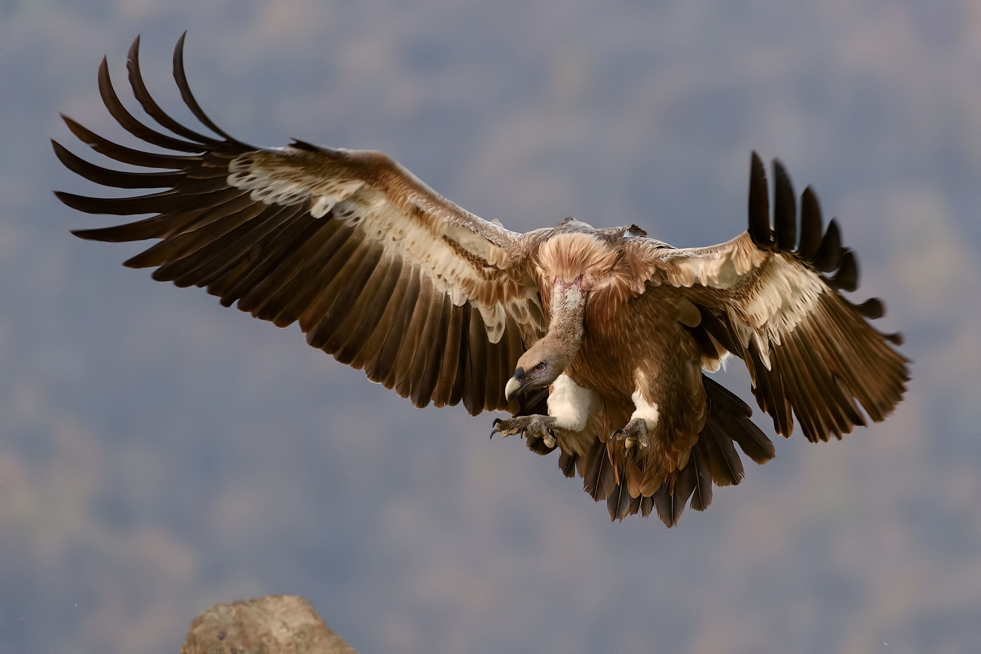 Обои небо, полет, крылья, гриф, птица, перья, стервятник, the sky, flight, wings, grif, bird, feathers, vulture разрешение 1920x1280 Загрузить