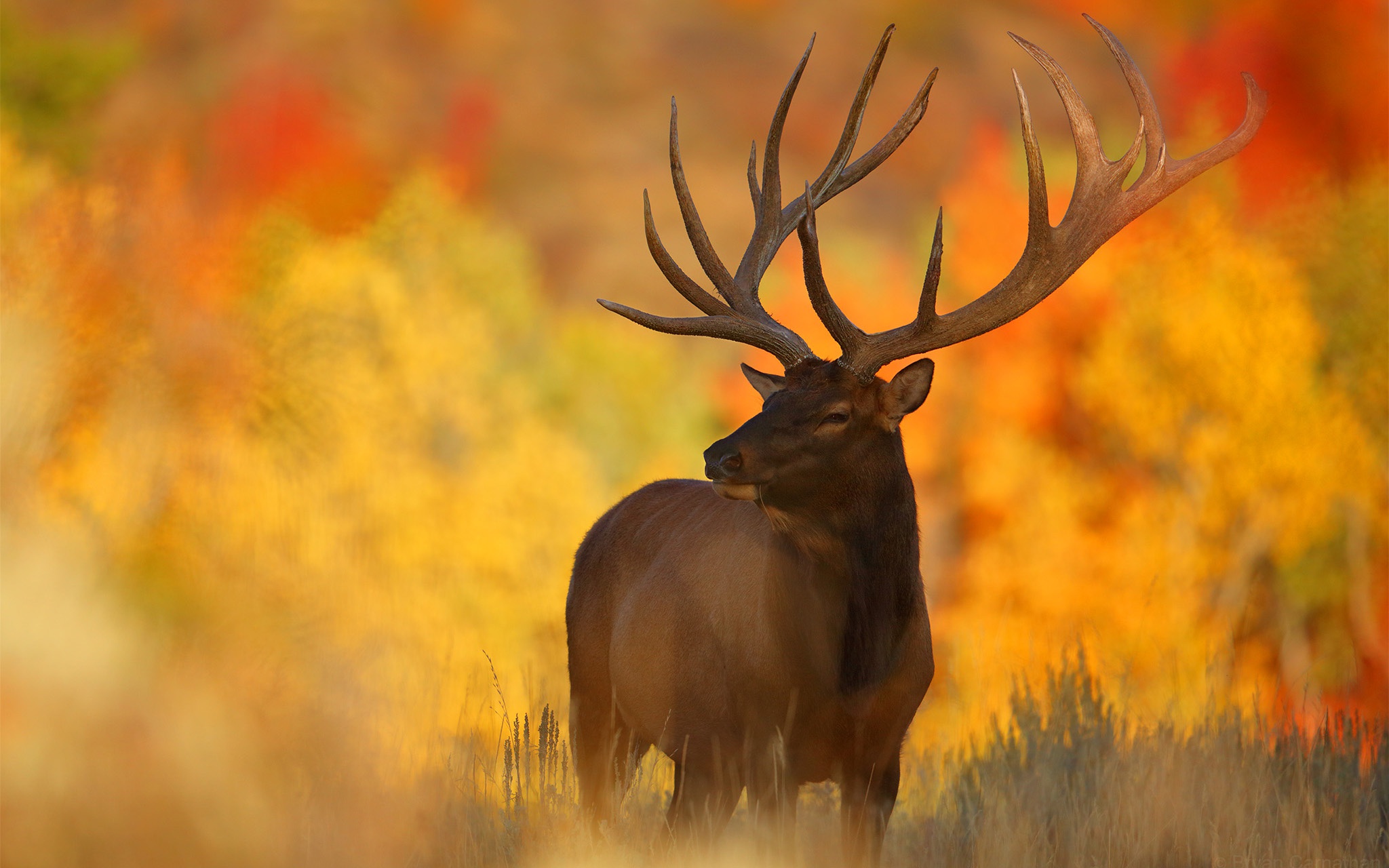 Обои свет, олень, фон, листва, осень, размытость, рога, light, deer, background, foliage, autumn, blur, horns разрешение 2048x1280 Загрузить