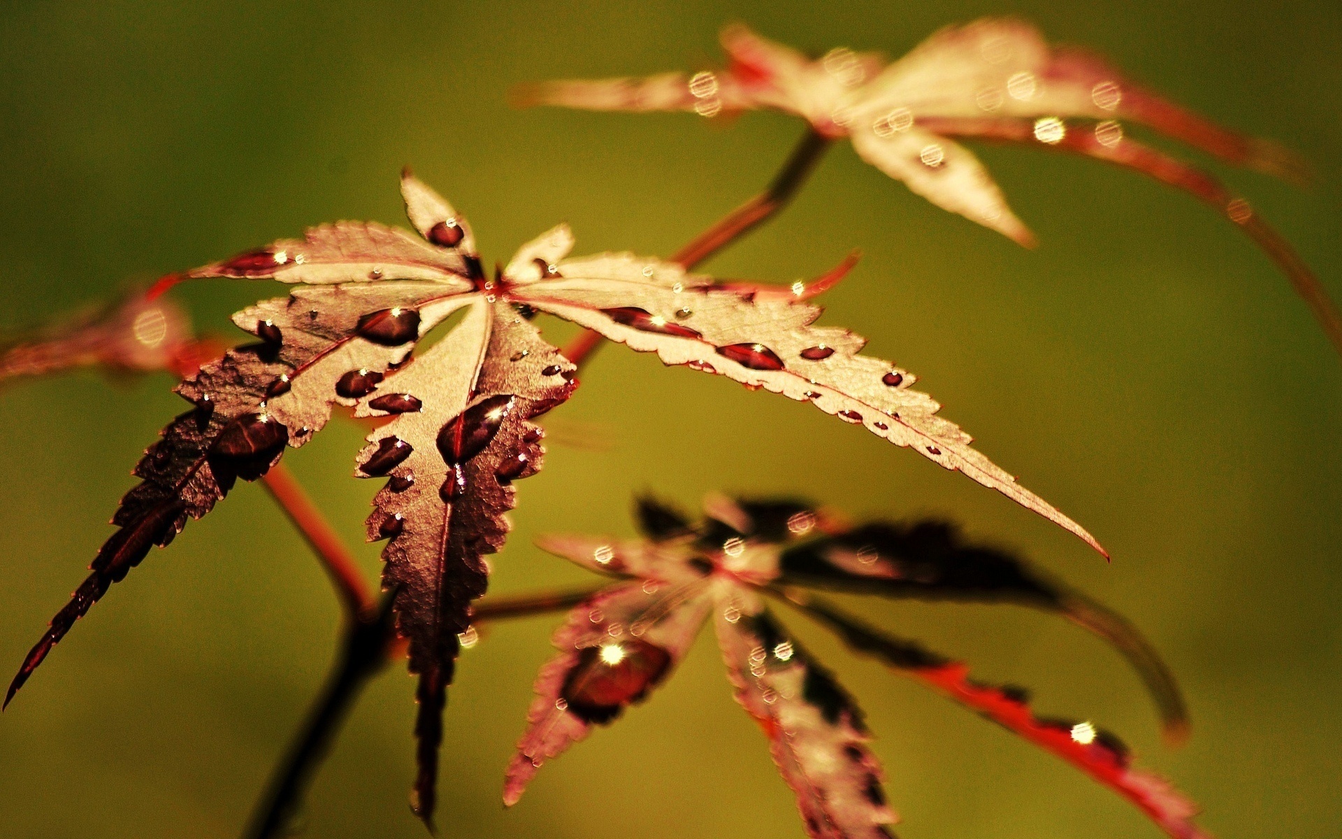 Обои листья, макро, роса, капли, осень, leaves, macro, rosa, drops, autumn разрешение 1920x1200 Загрузить