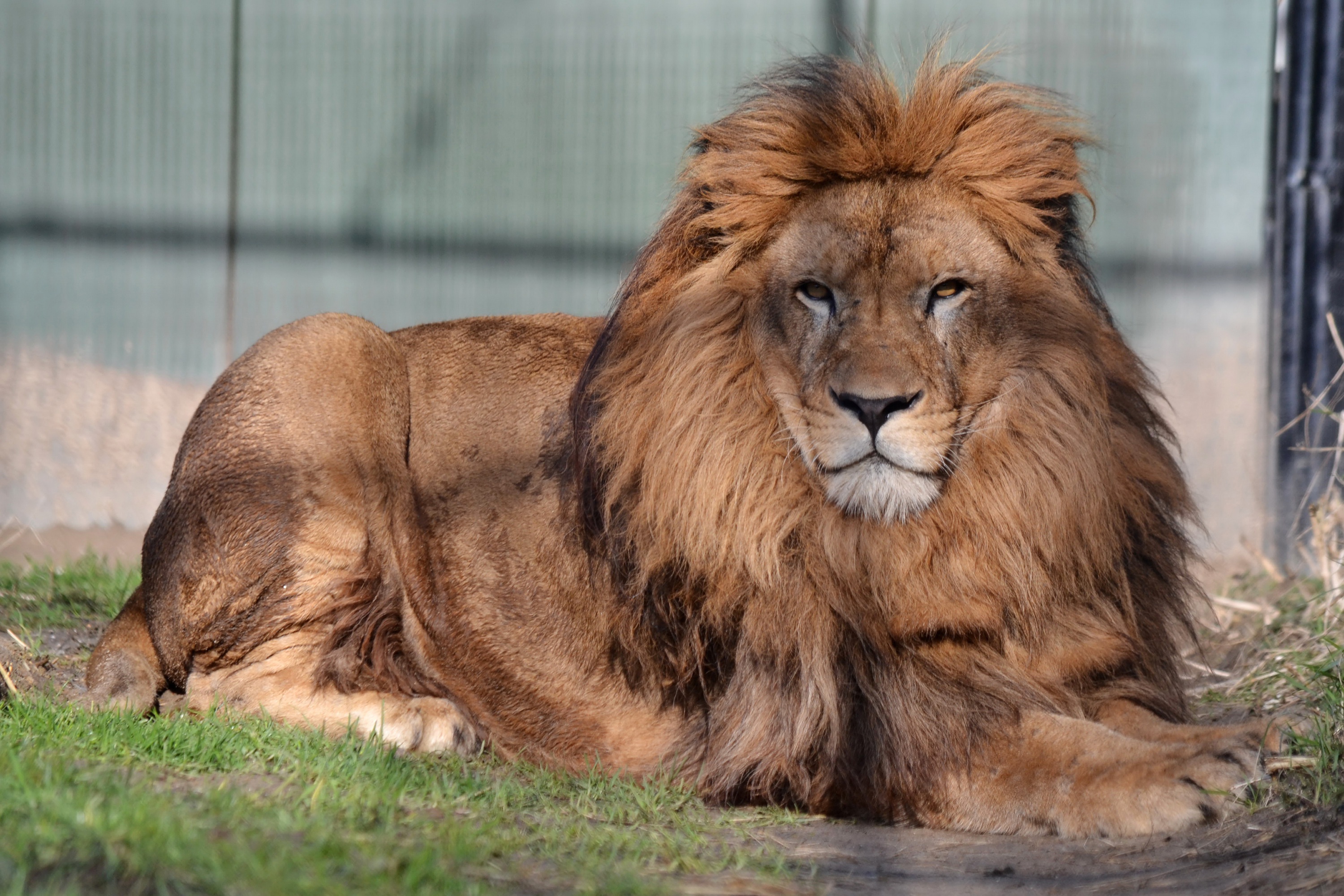 Обои взгляд, хищник, большая кошка, лев, грива, look, predator, big cat, leo, mane разрешение 3000x2000 Загрузить