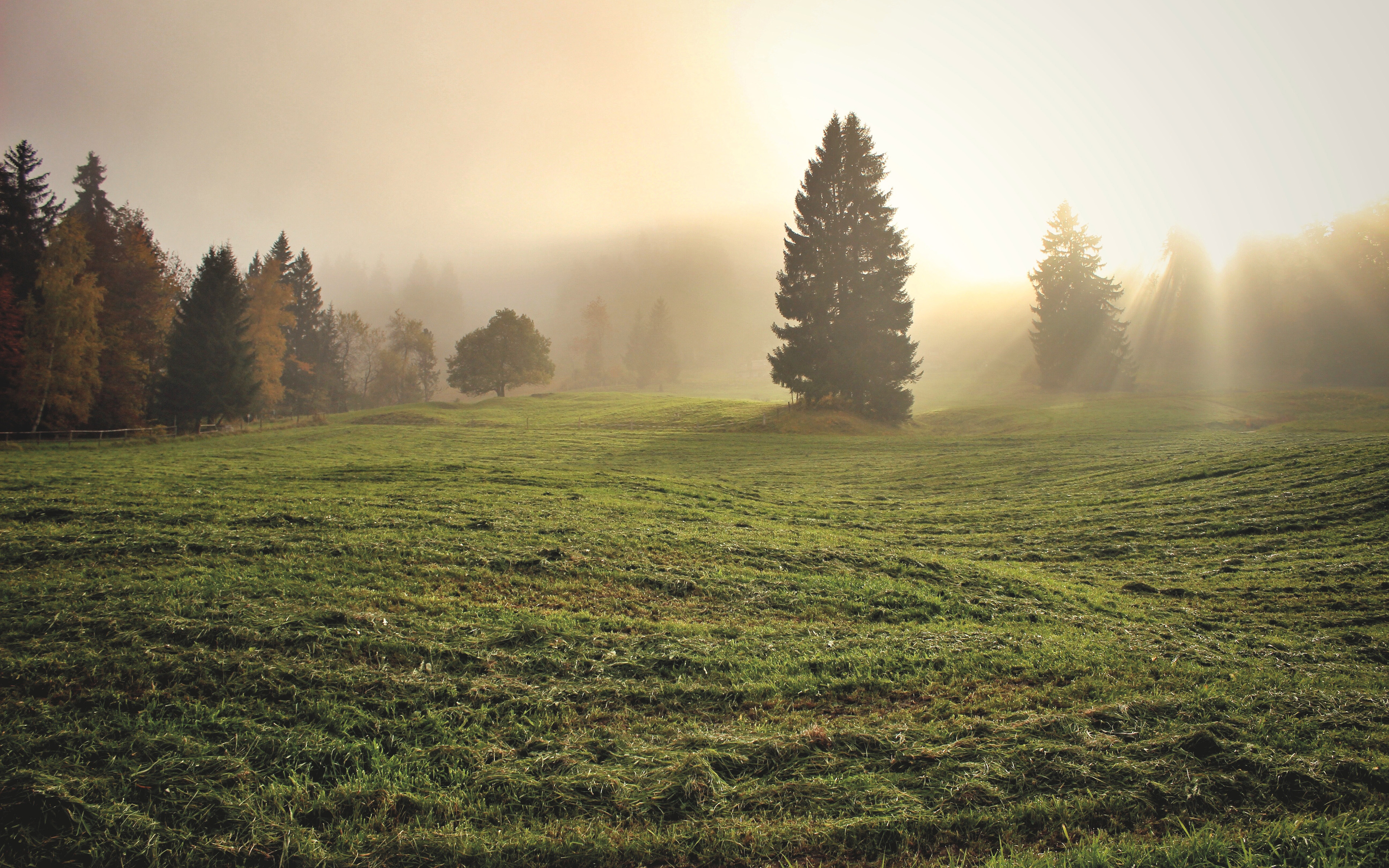 природа трава деревья утро туман без смс
